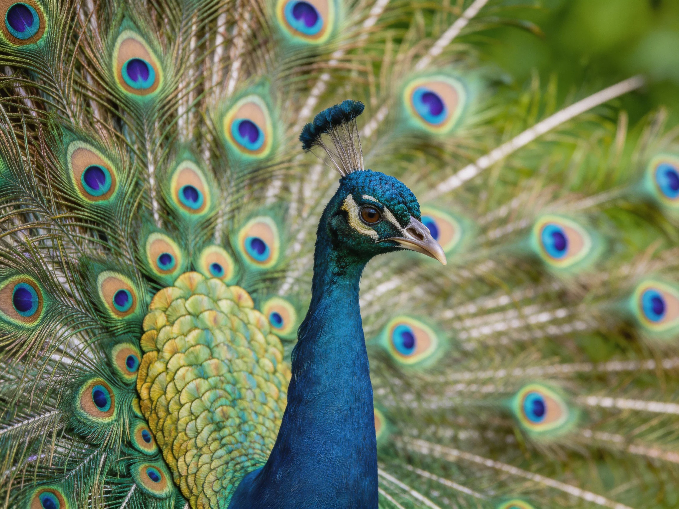 A vibrant blue peacock displays colorful eye-spotted tail feathers