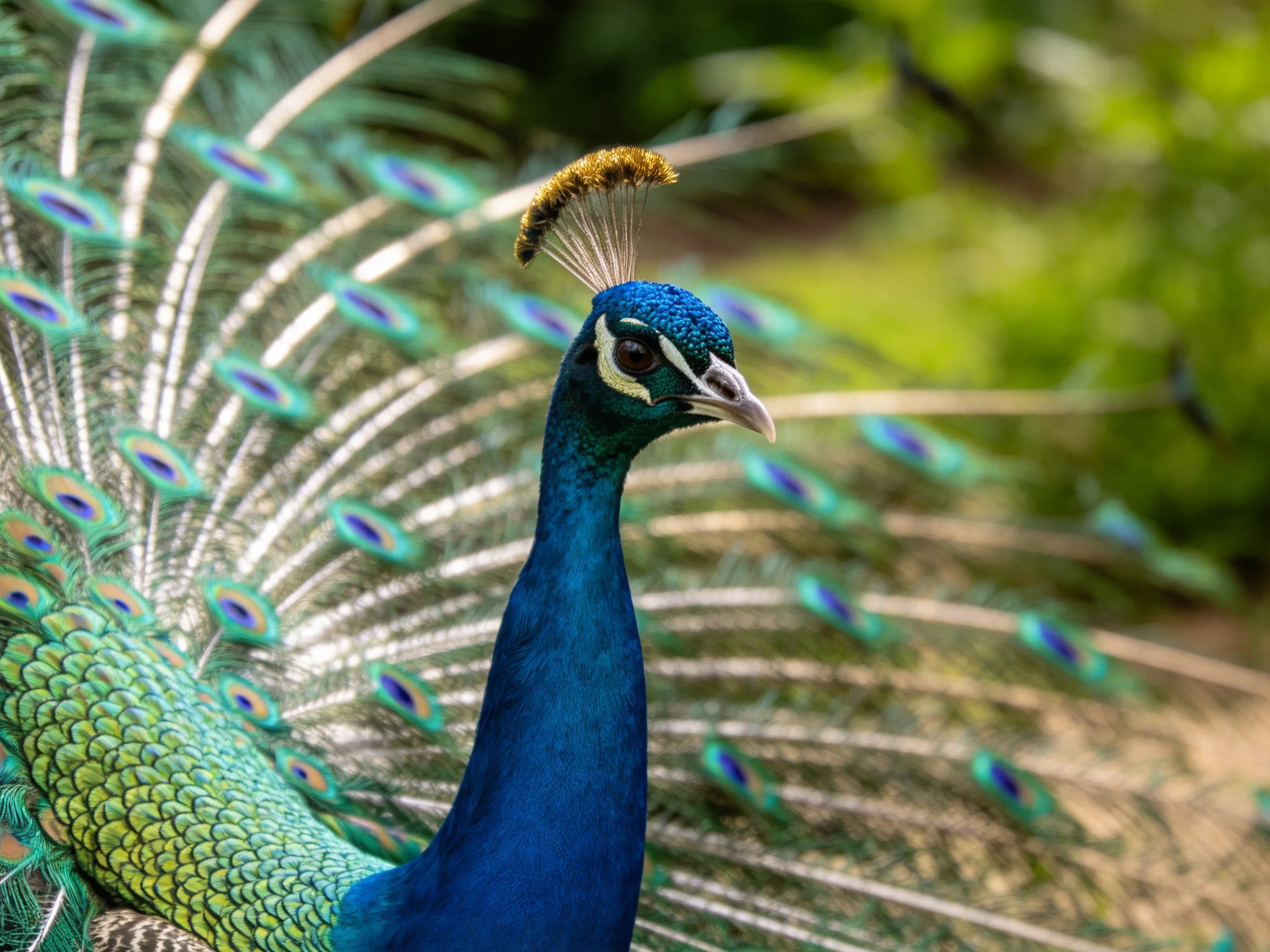 A vibrant blue peacock displays colorful fanned tail feathers outdoors