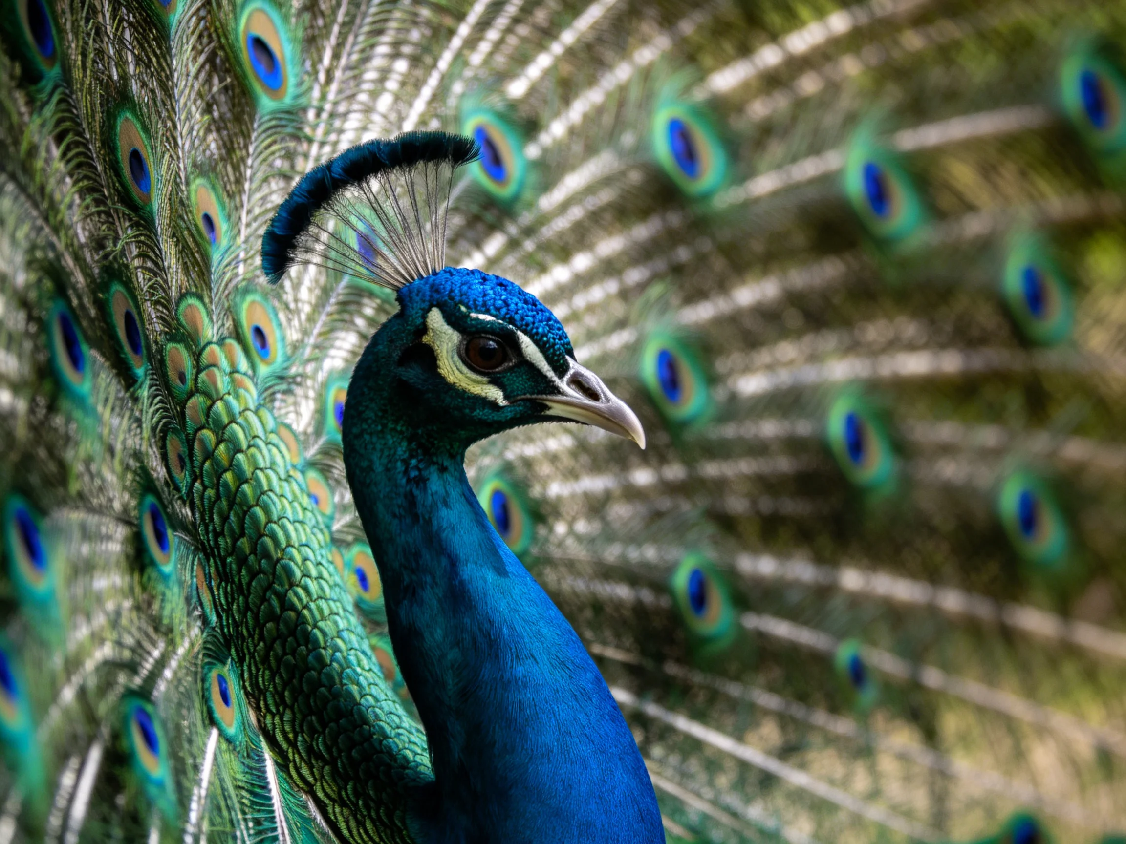 A vibrant blue peacock displays elaborate eye-patterned tail feathers