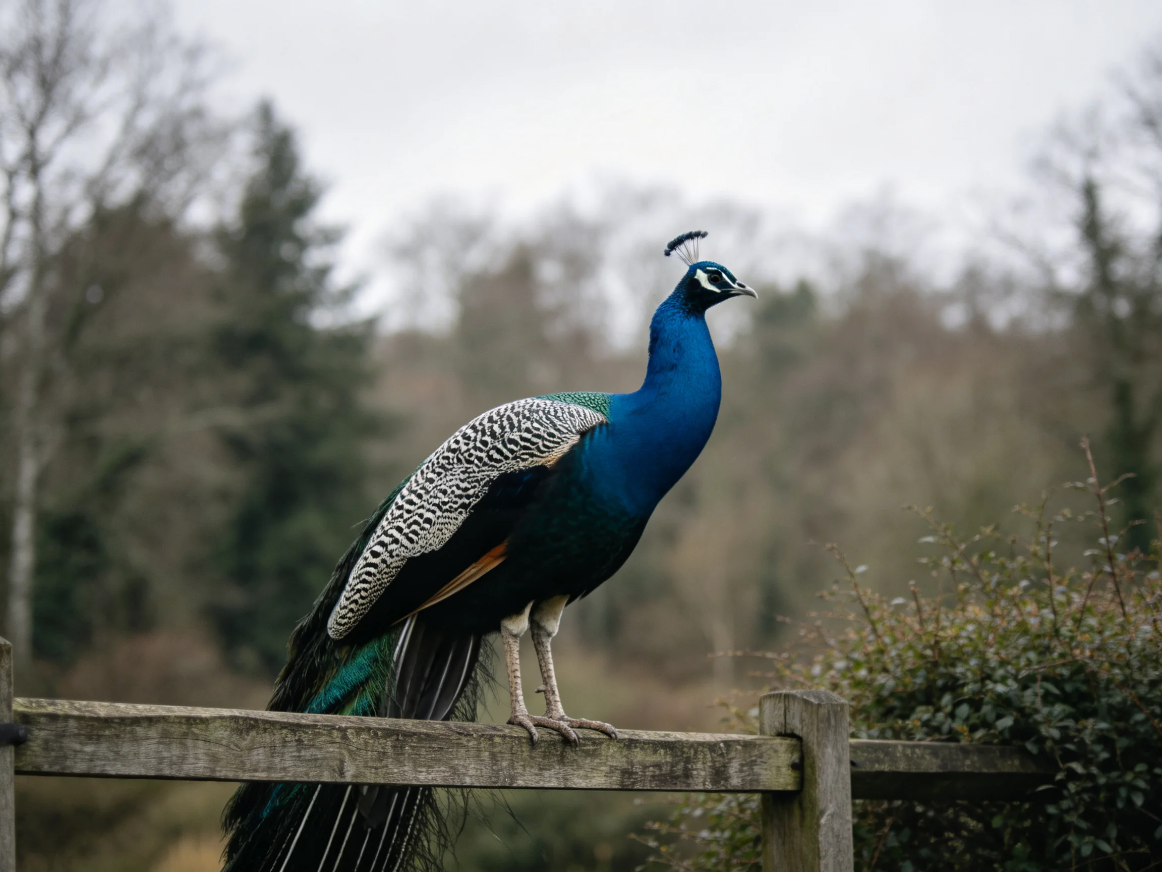 A colorful peacock stands gracefully on an aged wooden fence amid a natural setting.