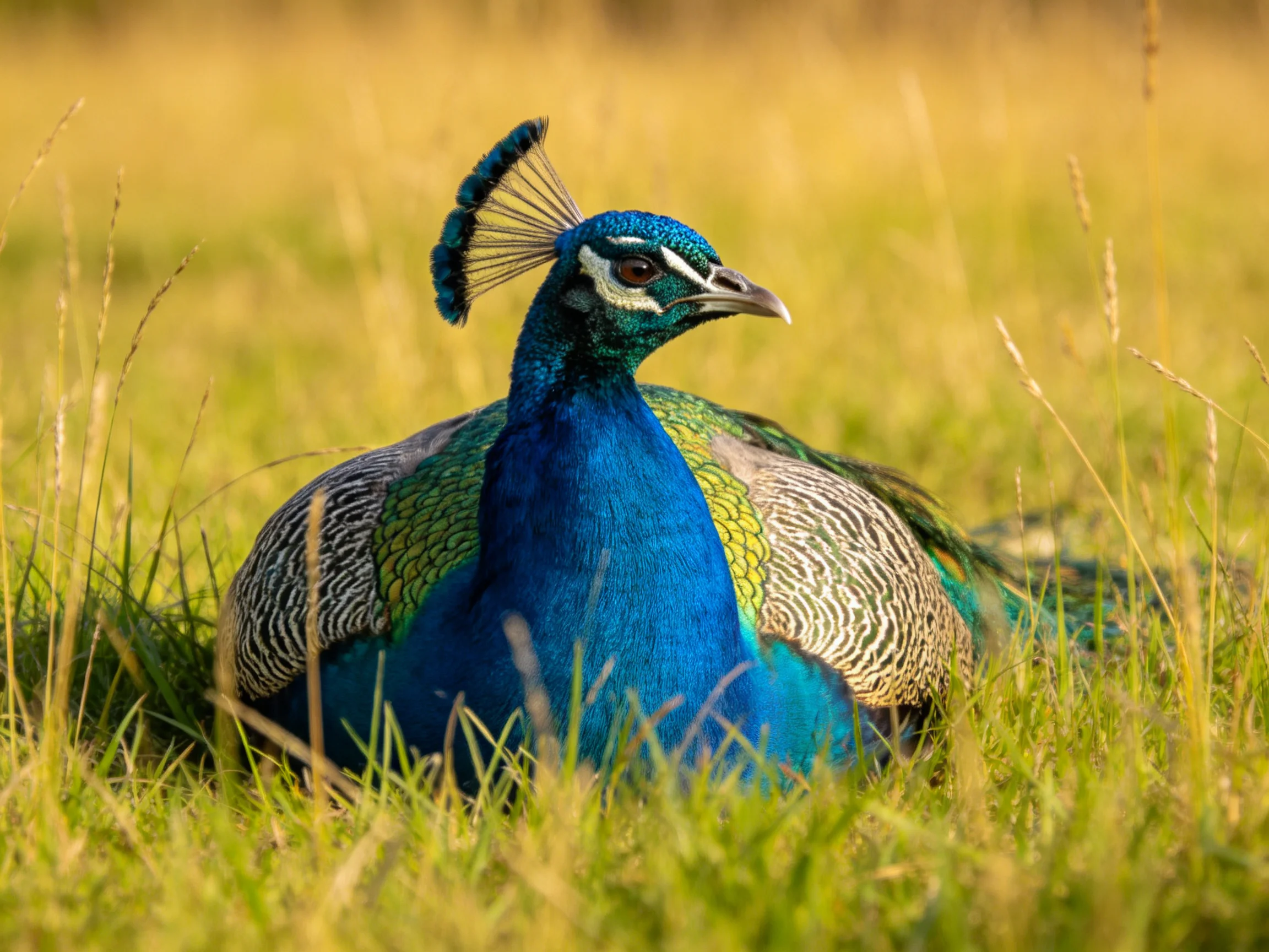A vibrant blue peacock rests amid tall golden grasses