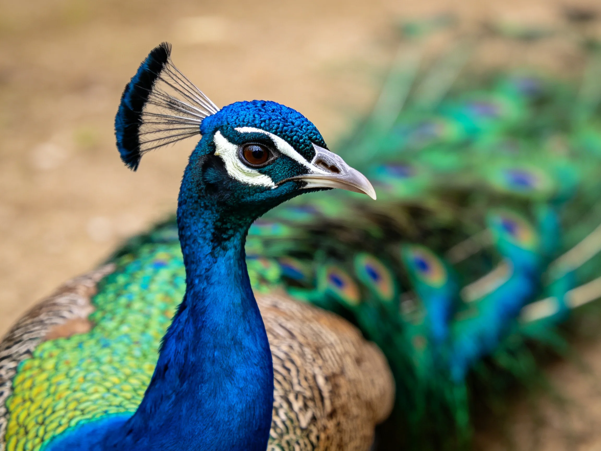 A vibrant blue peacock with iridescent green tail feathers and a fan - shaped crest