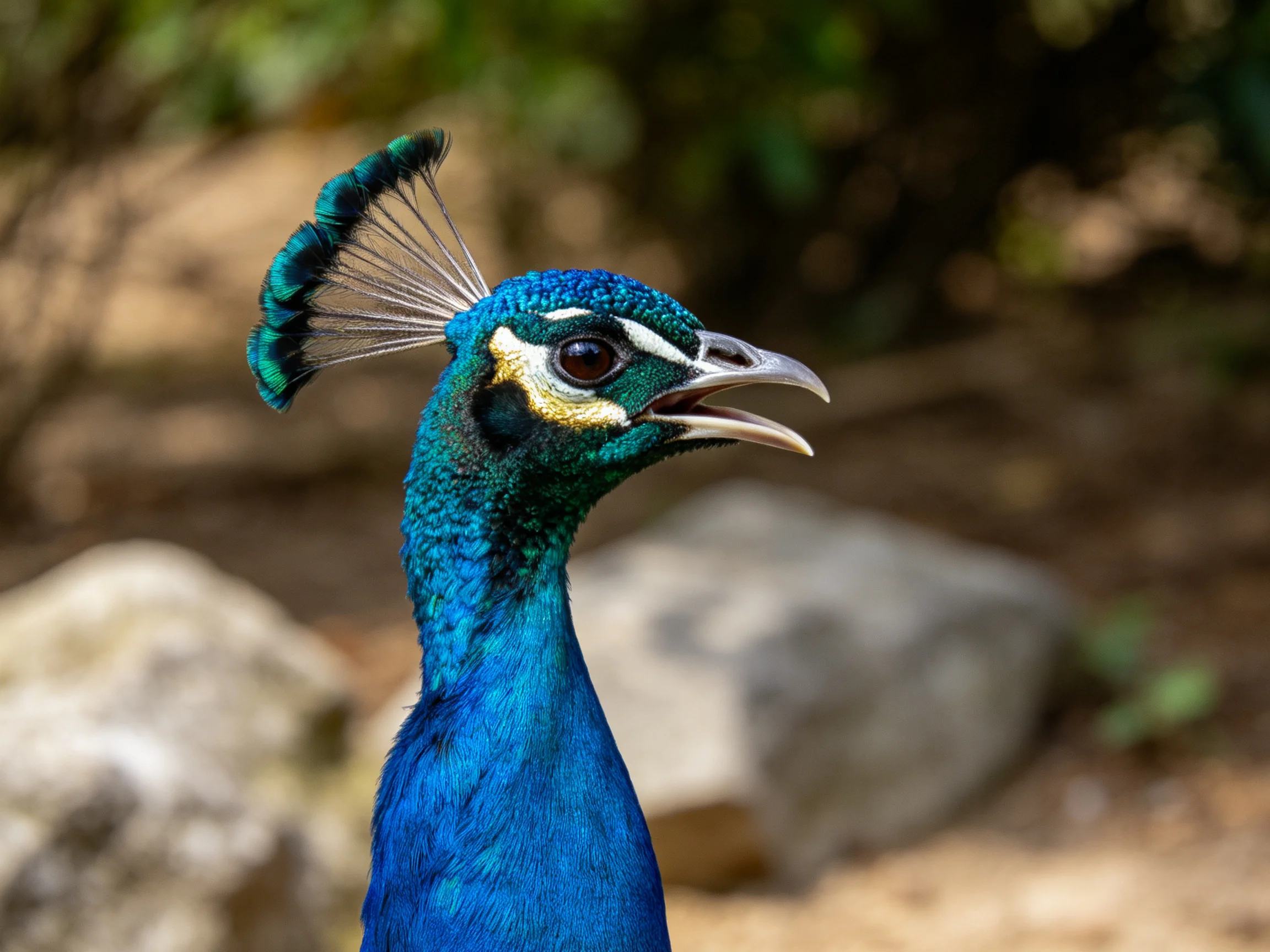 A vibrant blue peacock with turquoise crest near rocky terrain