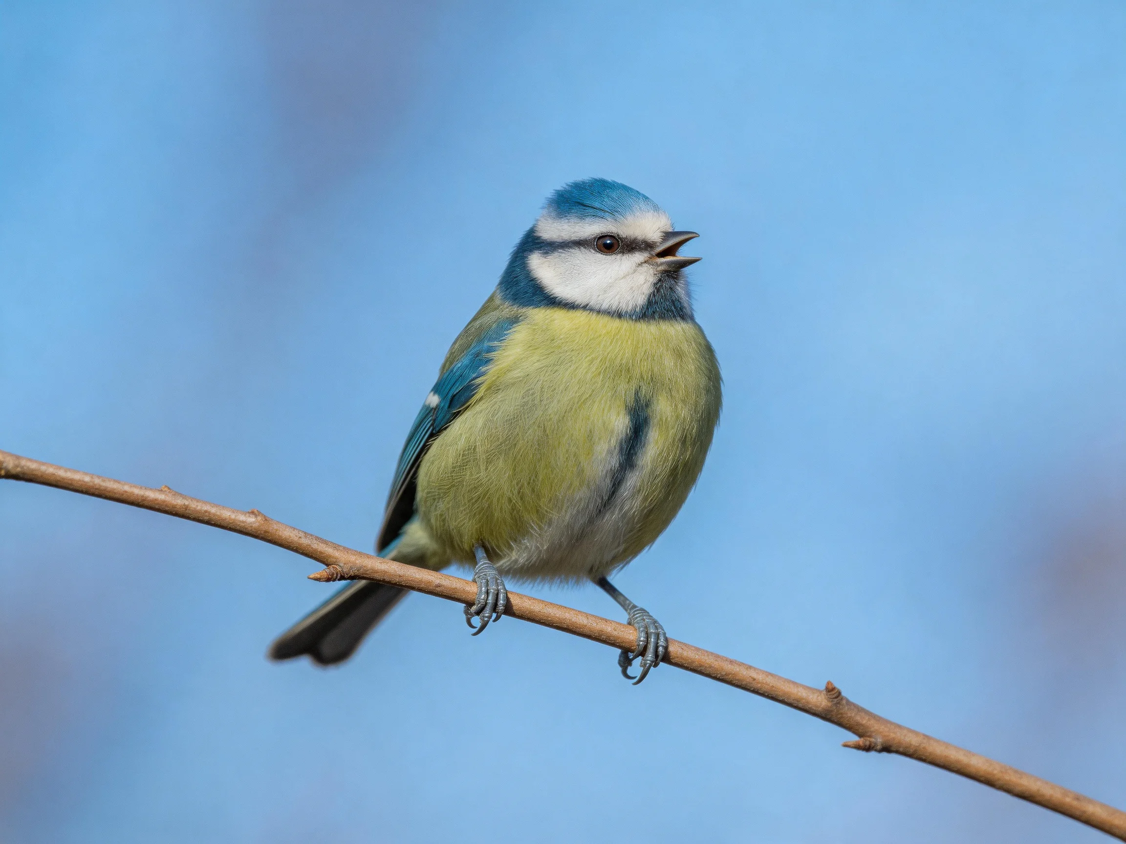 A vibrant blue, white, and green bird perched on a slender brown branch