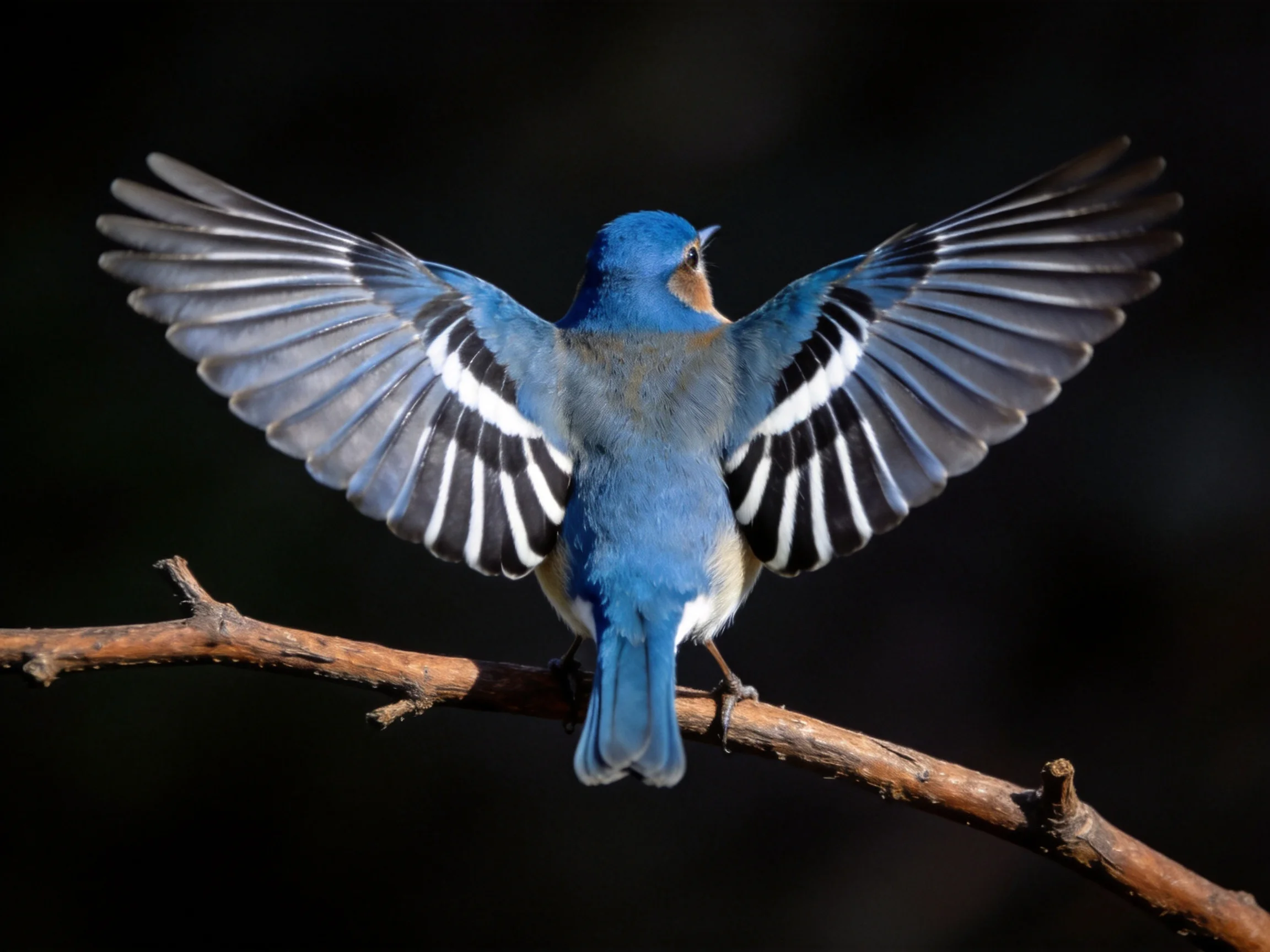 A vibrant bluebird spreading wings atop a brown branch