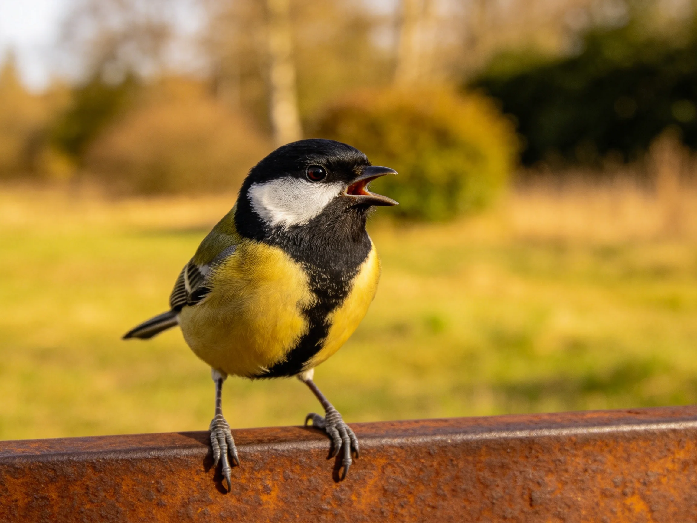 A vibrant great tit with black, white, and yellow plumage perches on a rusted metal surface.