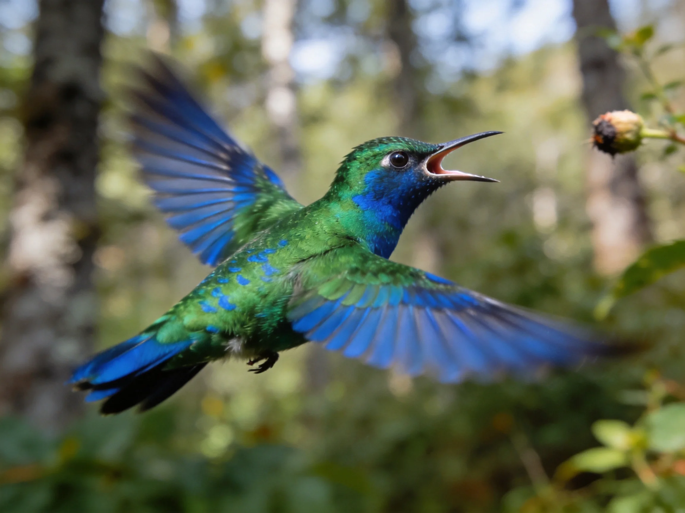 A vibrant green and blue hummingbird approaching a flower bud