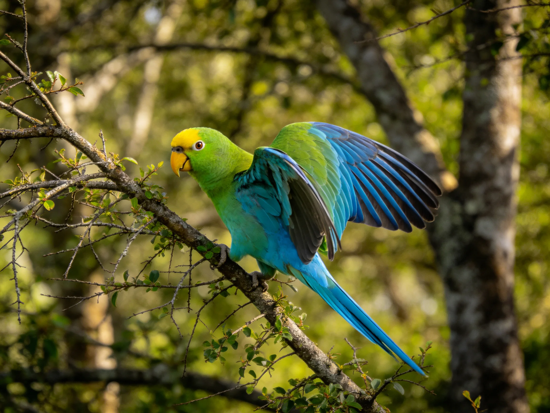 A vibrant green and blue parrot perched on a tree branch