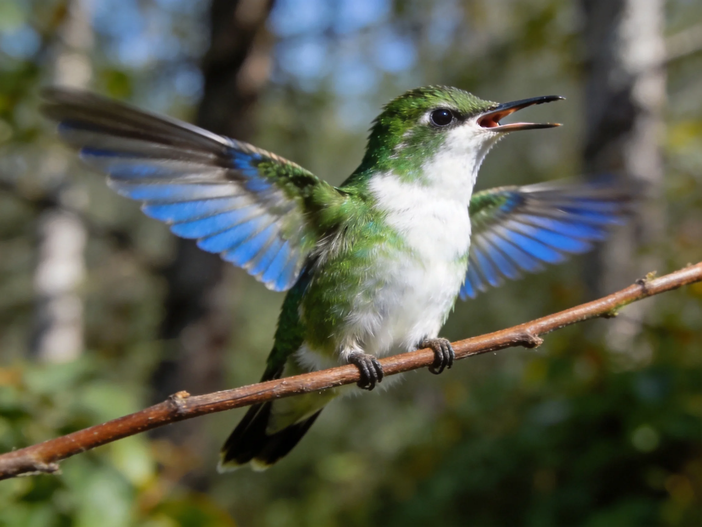 A vibrant green and white hummingbird with blue wings perches on a brown branch