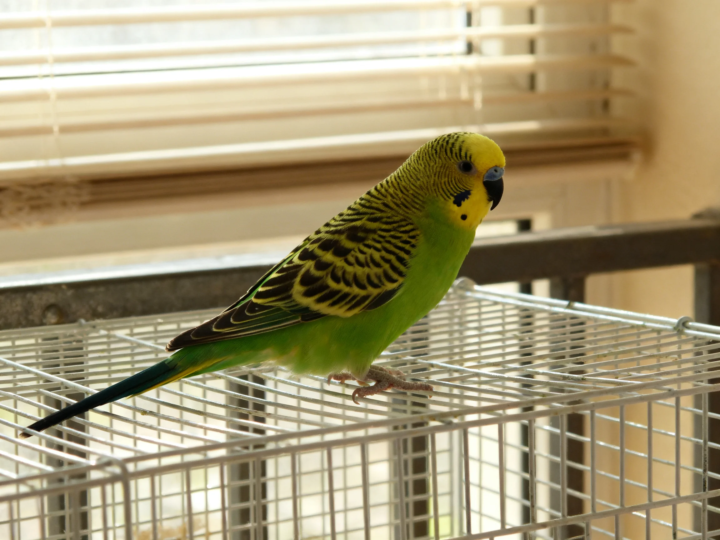 A colorful parrot sits on a metal cage beside window blinds