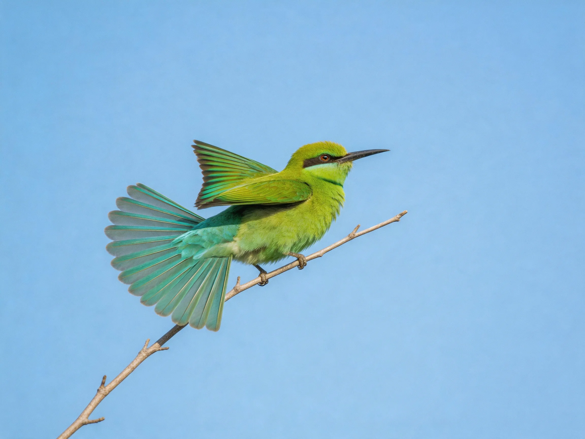 A vibrant green bee-eater perched on a slender branch