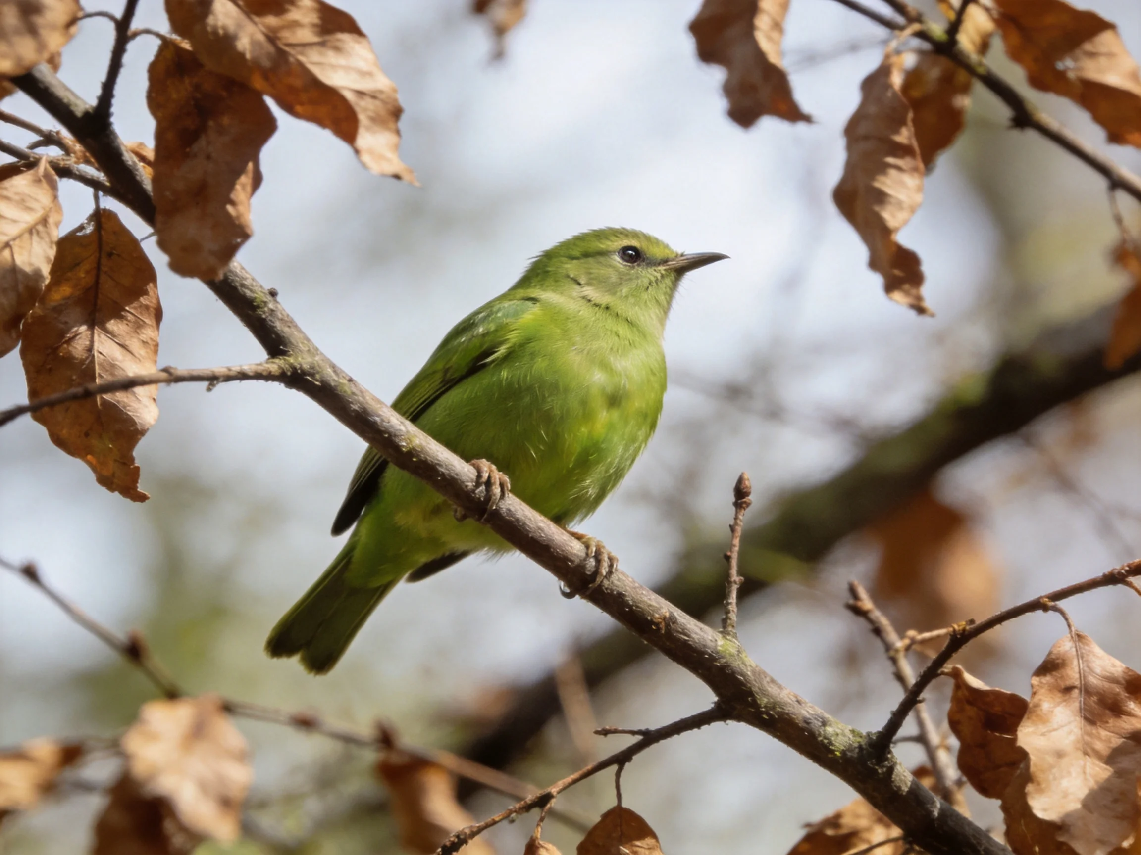 A vibrant green bird perched on a branch amid dried brown leaves
