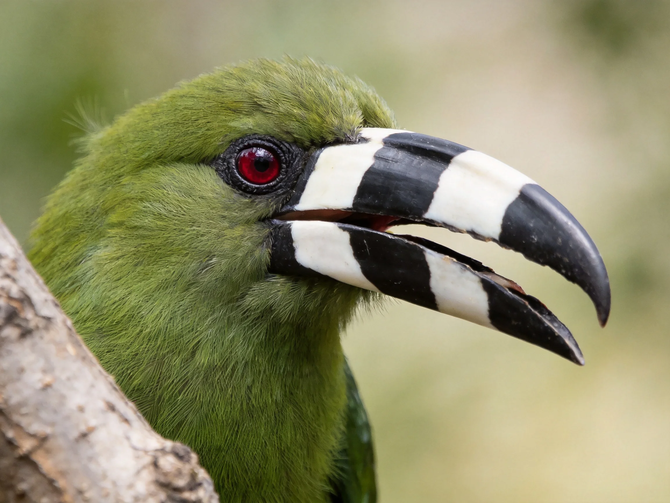 A vibrant green bird with bold black-and-white beak perched near a branch