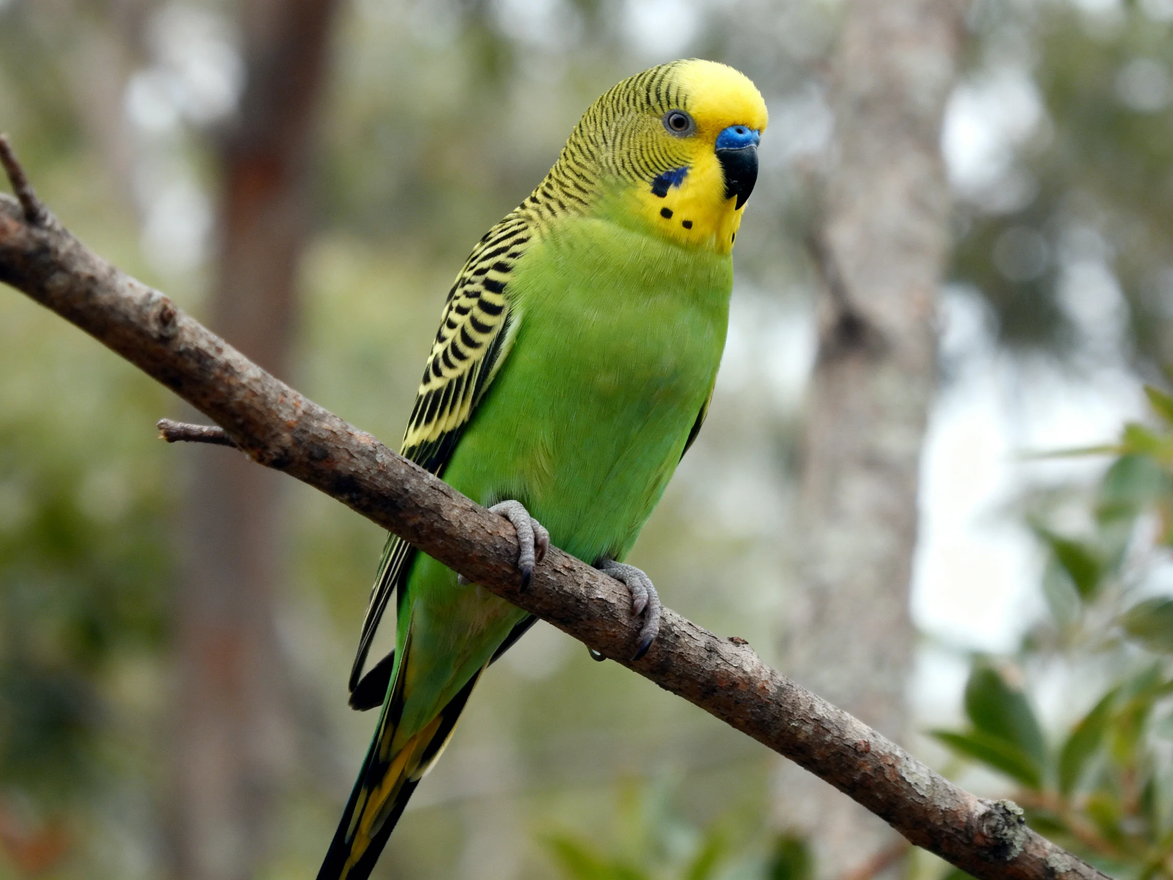 A vibrant green parakeet with yellow head perches on a tree branch