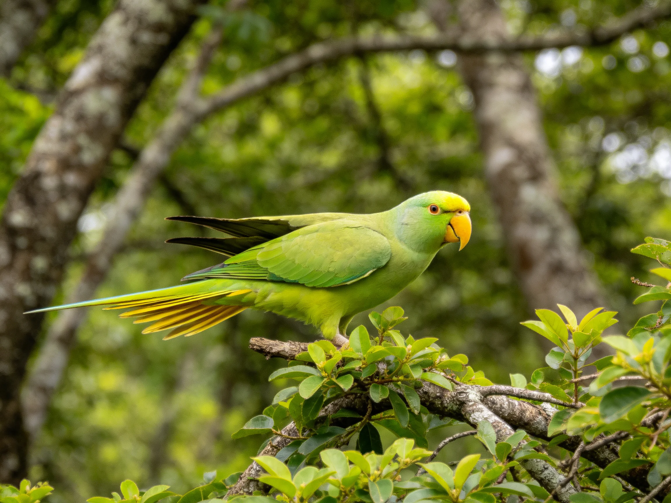 A vibrant green parrot perched on a leafy tree branch