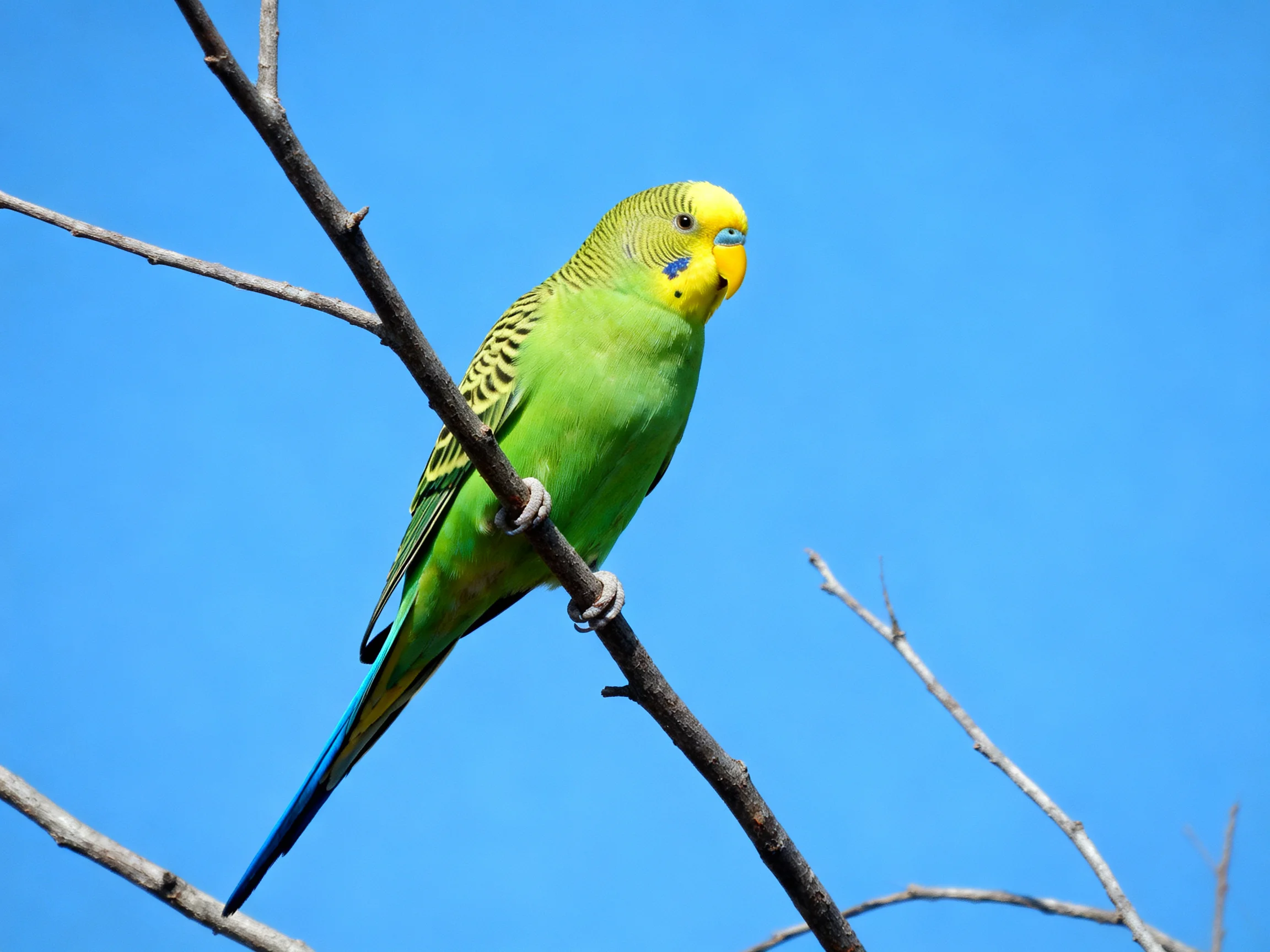 A vibrant green parrot perches on a dark branch amid clear blue sky