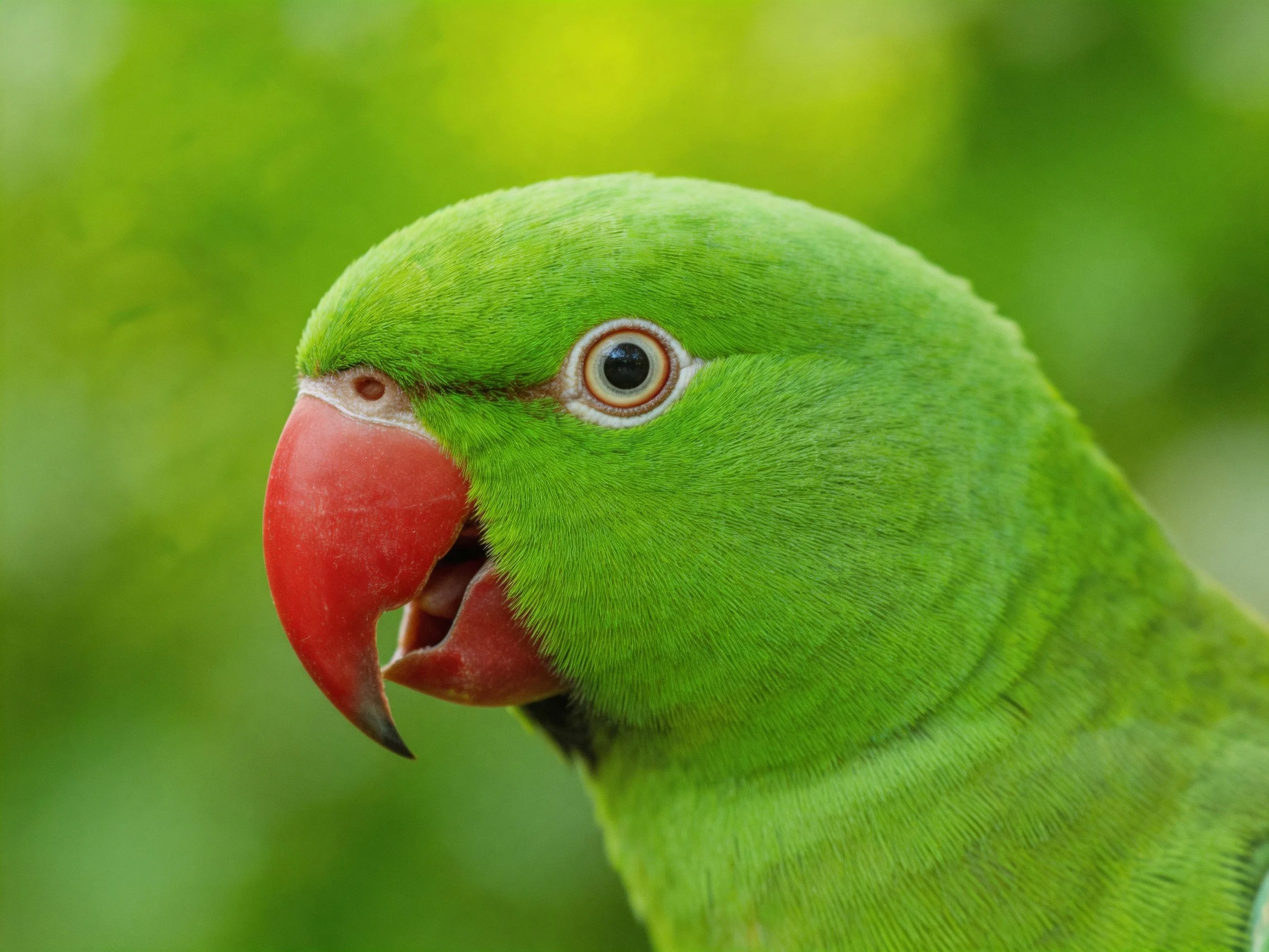A vibrant green parrot with a prominent red beak