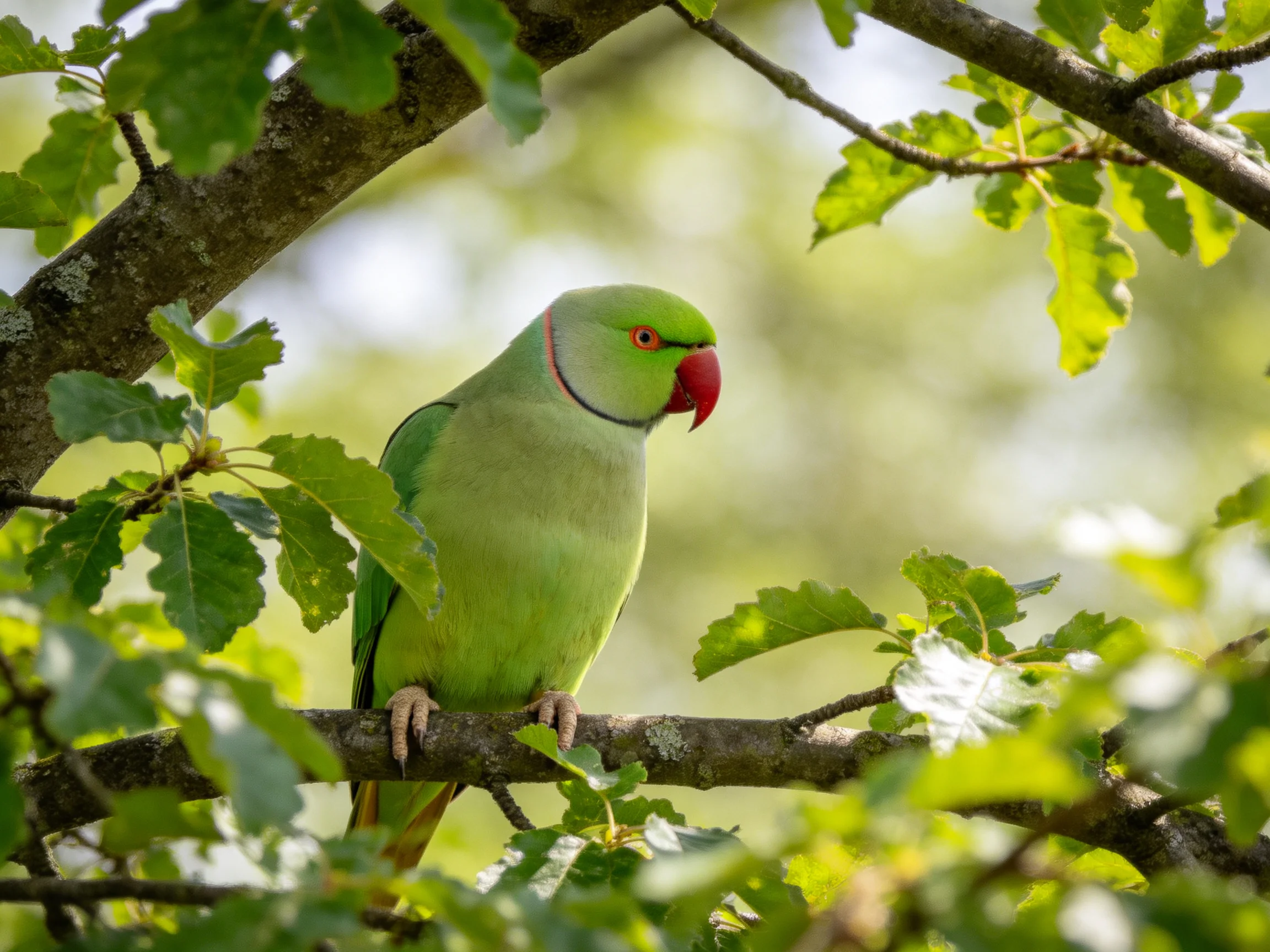 A vibrant green parrot with a red beak perches on a leafy tree branch