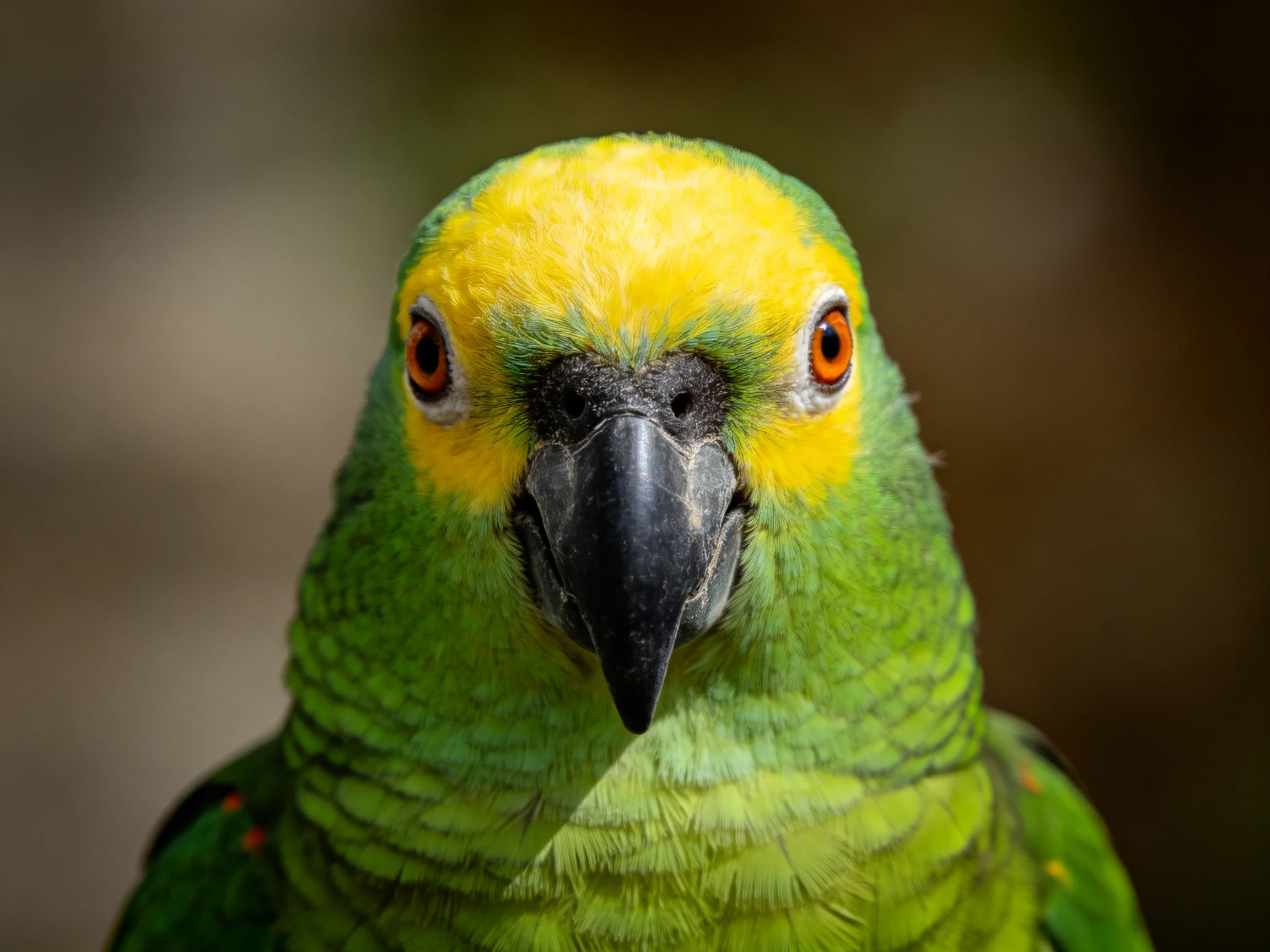 A vibrant green parrot with bright yellow head and orange eyes