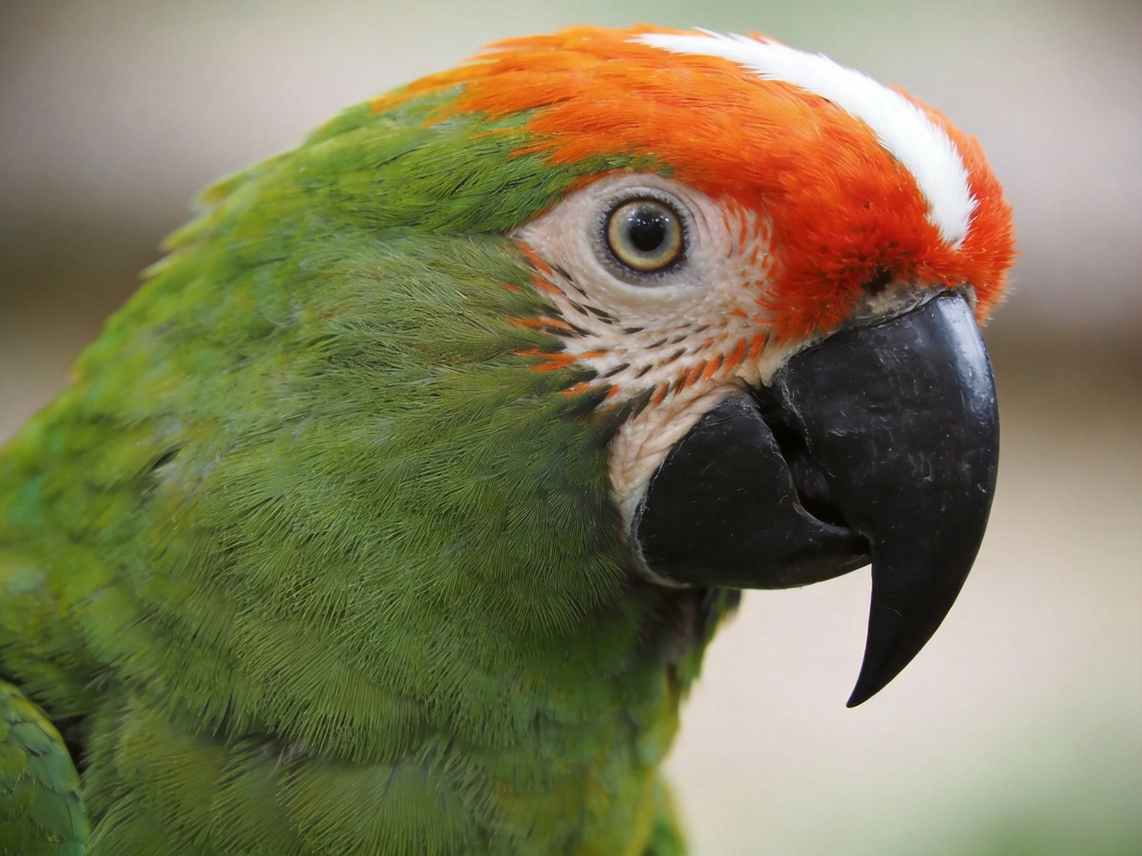 A vibrant green parrot with orange-red head and large black beak
