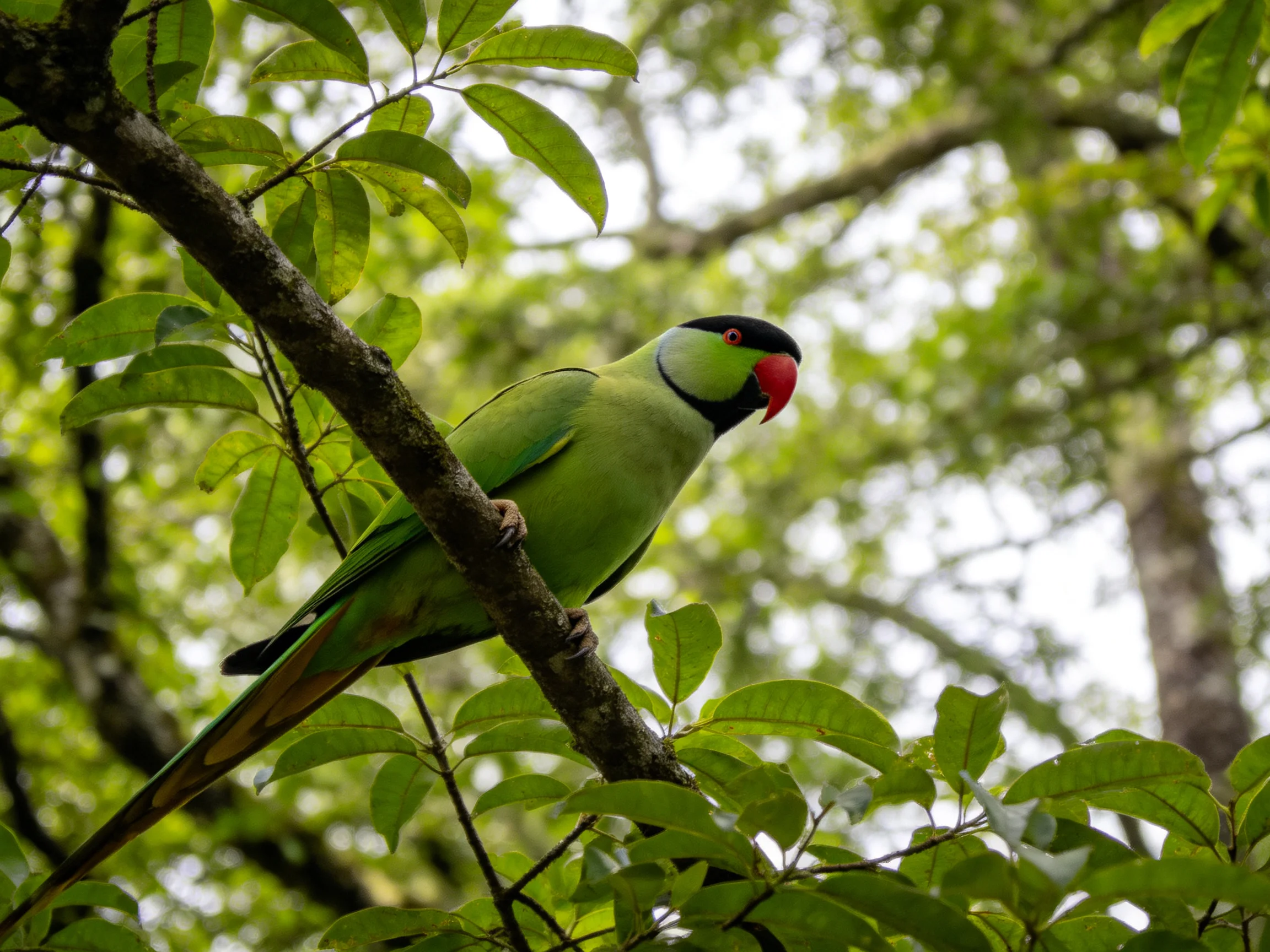 A vibrant green parrot with red beak perched on a leafy tree branch