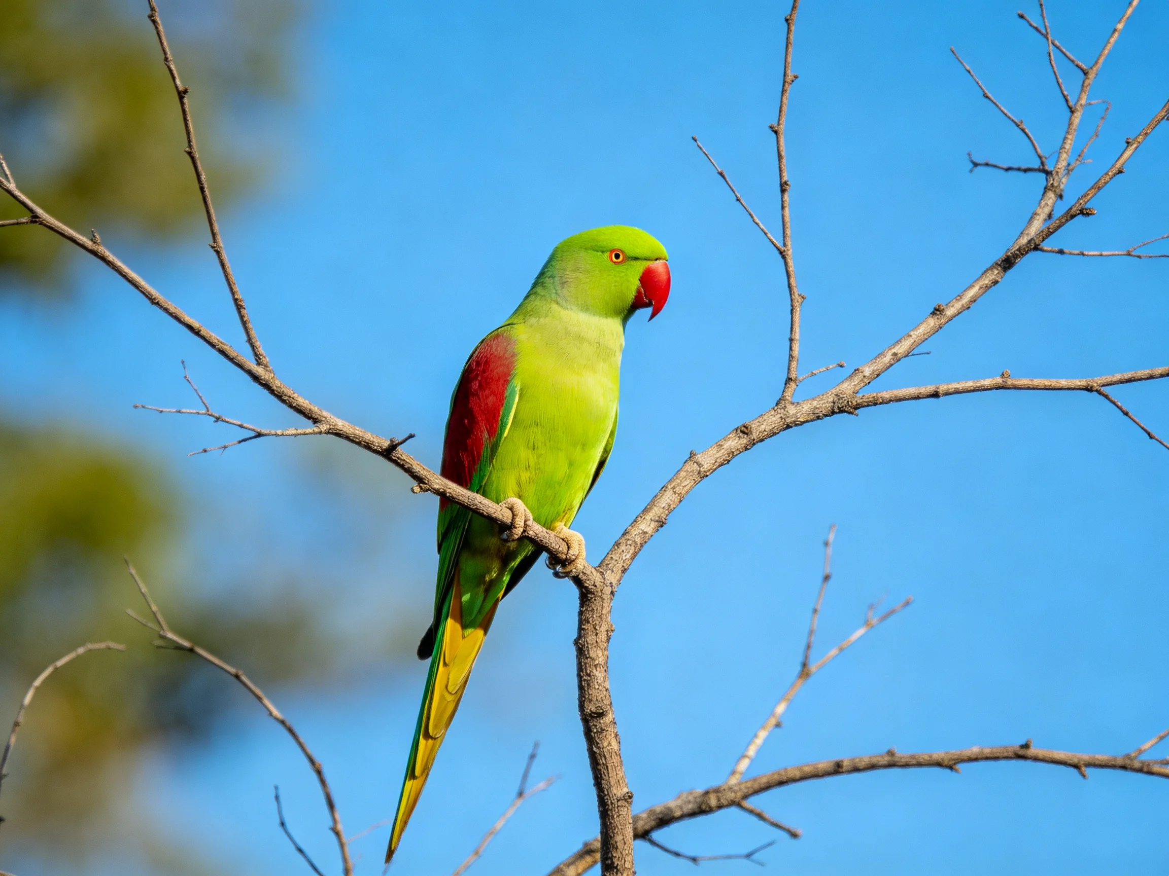 A vibrant green parrot with red markings perches on a bare tree branch
