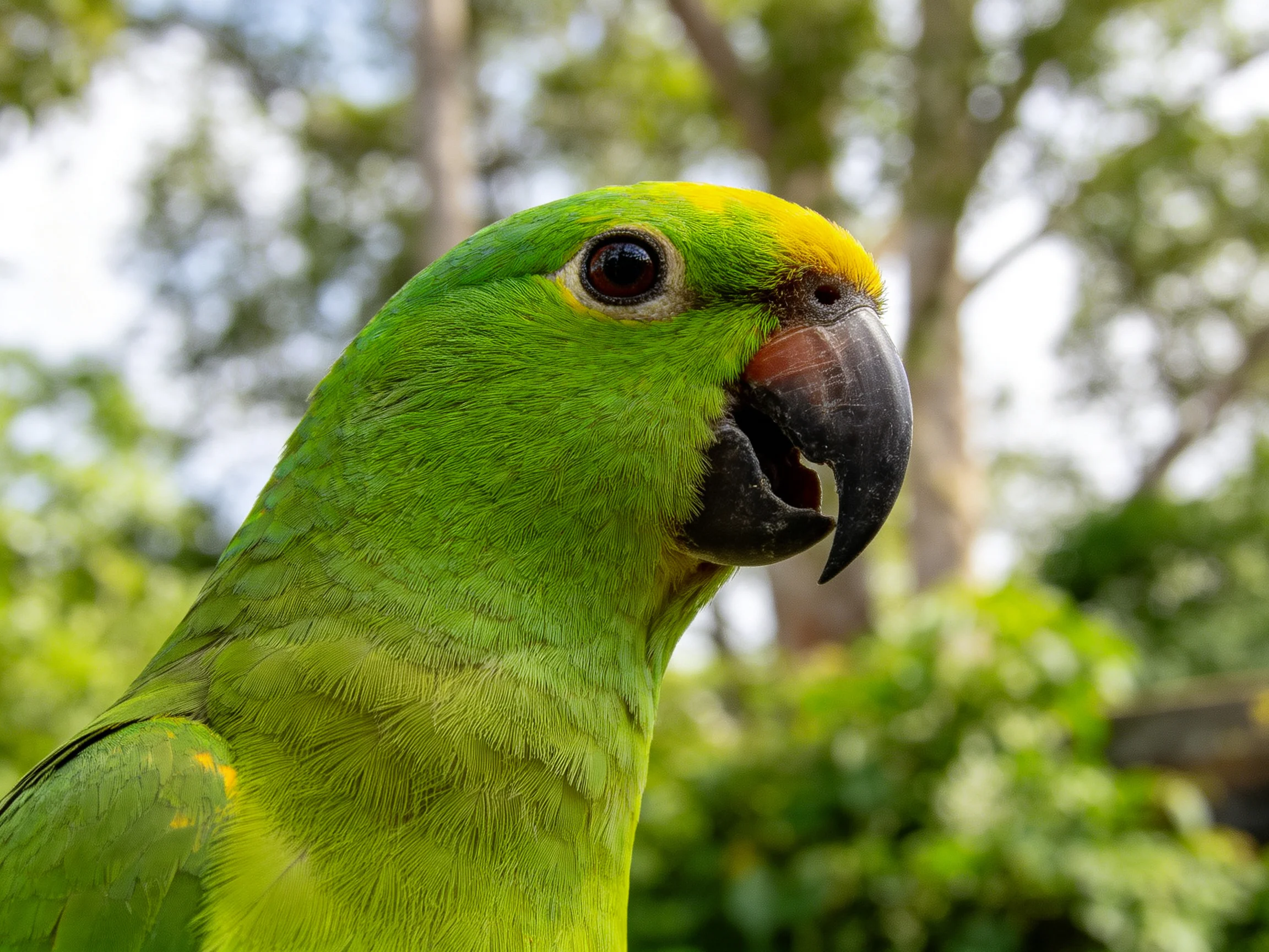A vibrant green parrot with yellow crown near lush trees