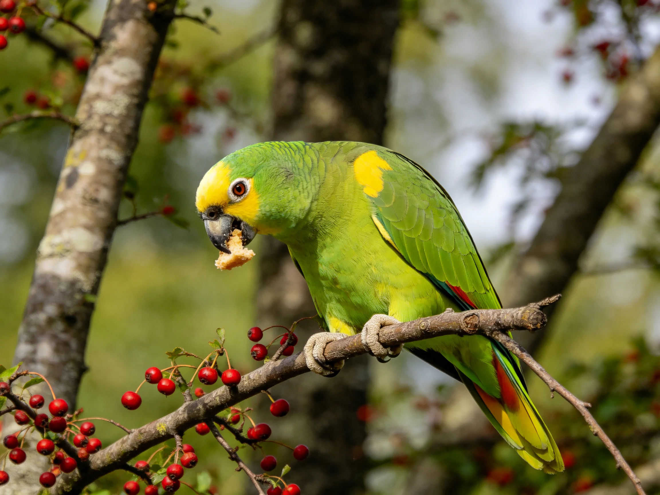 A vibrant green parrot with yellow patches eats near red berries on a tree branch