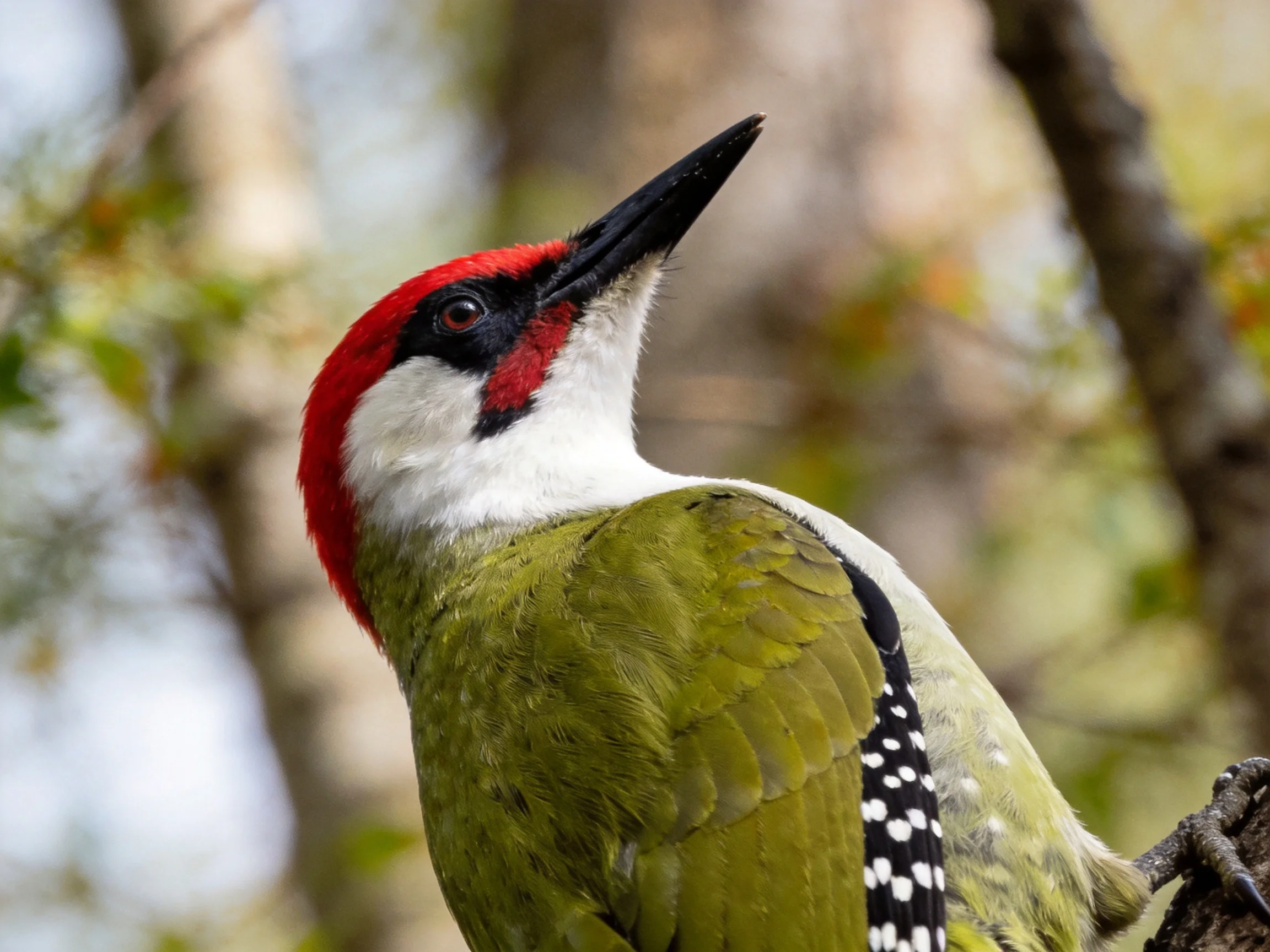 A vibrant green woodpecker with red crest, black beak, and white neck