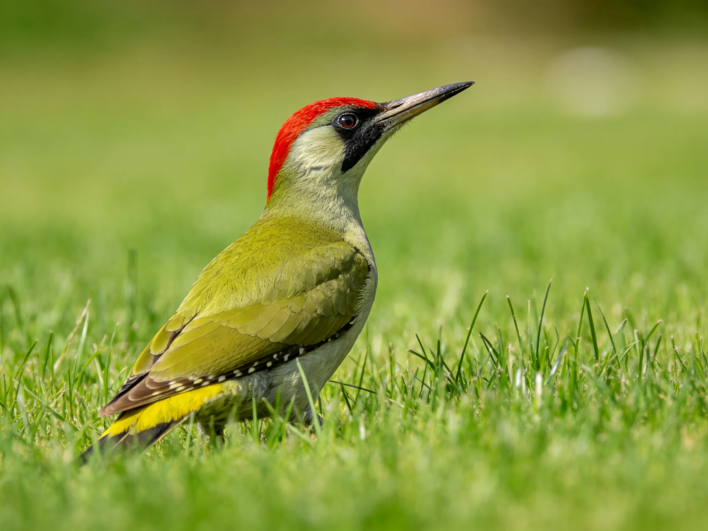 A vibrant green woodpecker with red crest perched on lush grass