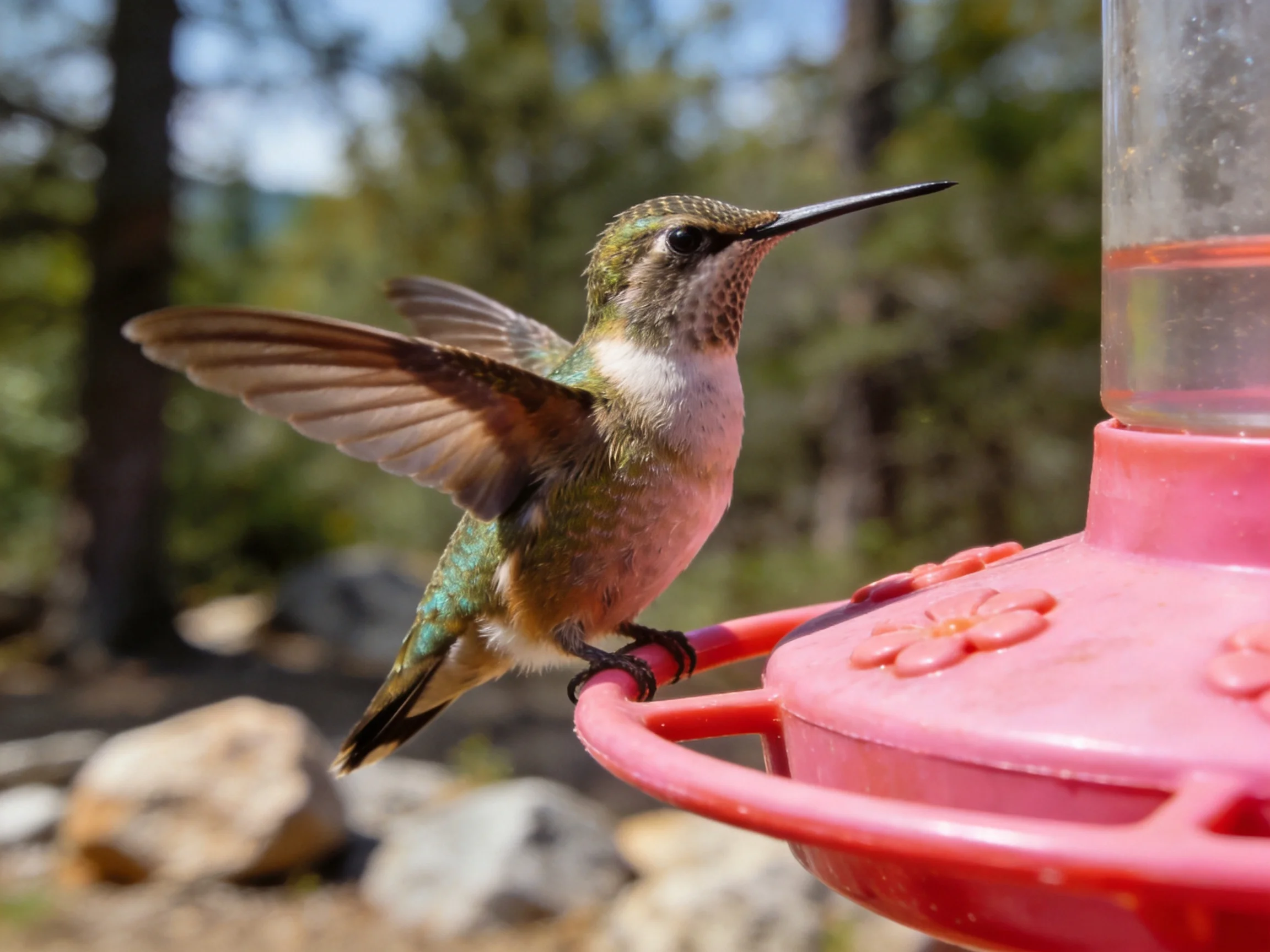 A vibrant hummingbird perched on a pink feeder near trees