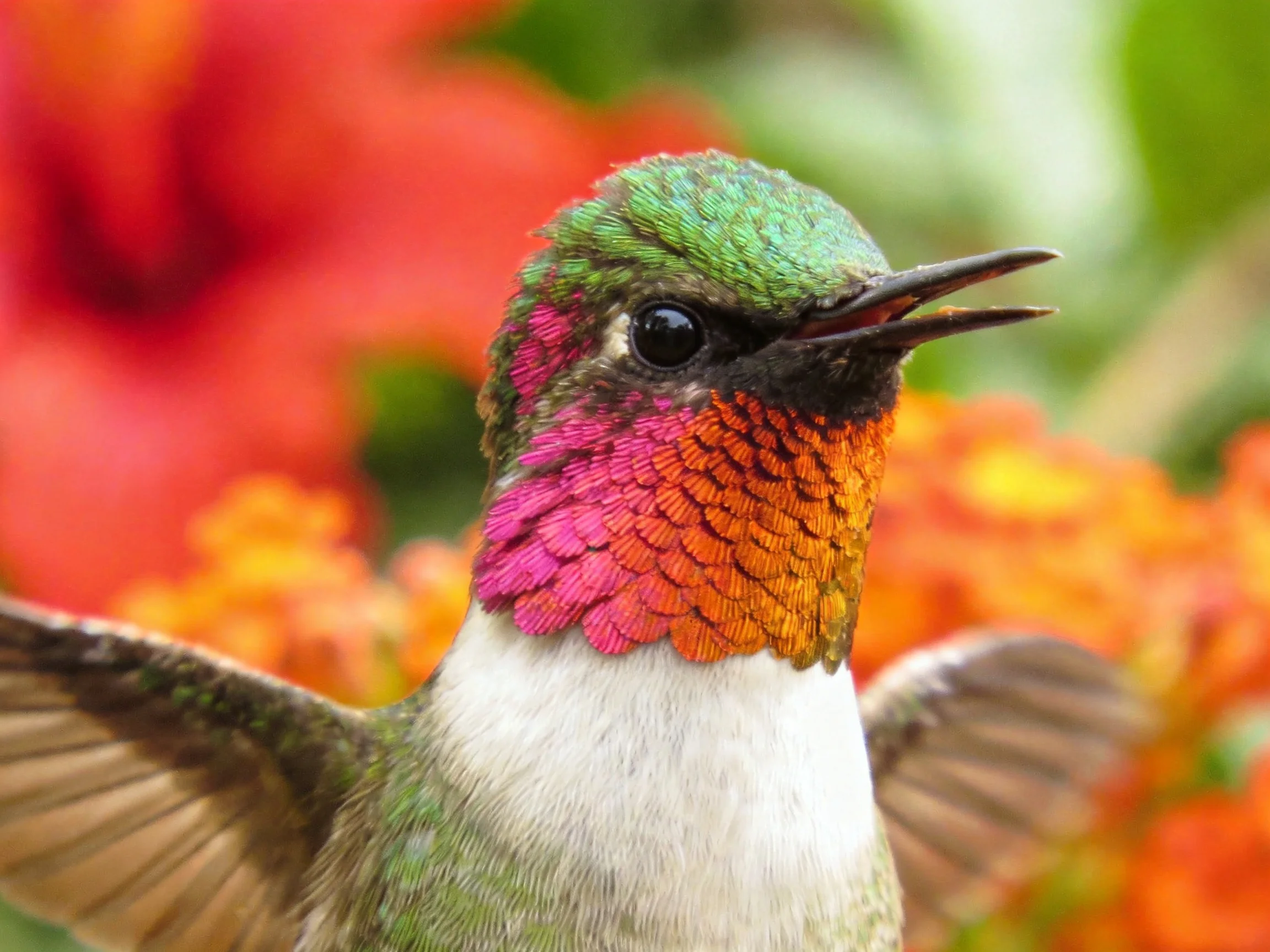 A vibrant hummingbird showcasing mult, pink, and orange plumage