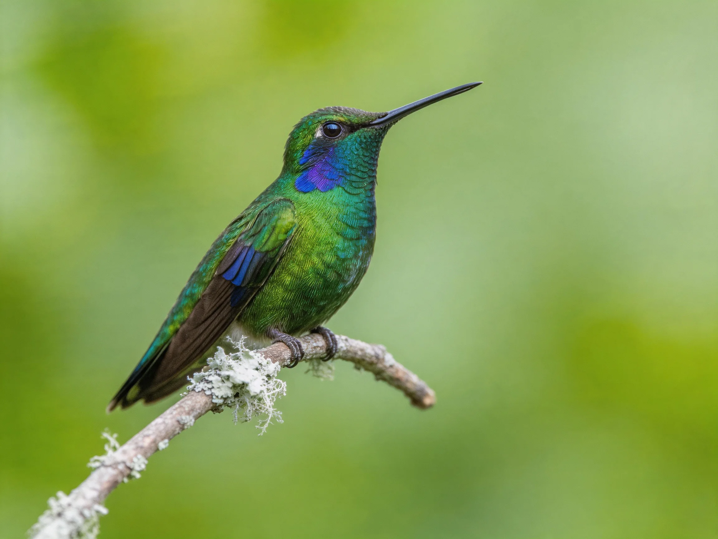 A vibrant hummingbird with iridescent plumage perches on a lichen-covered branch