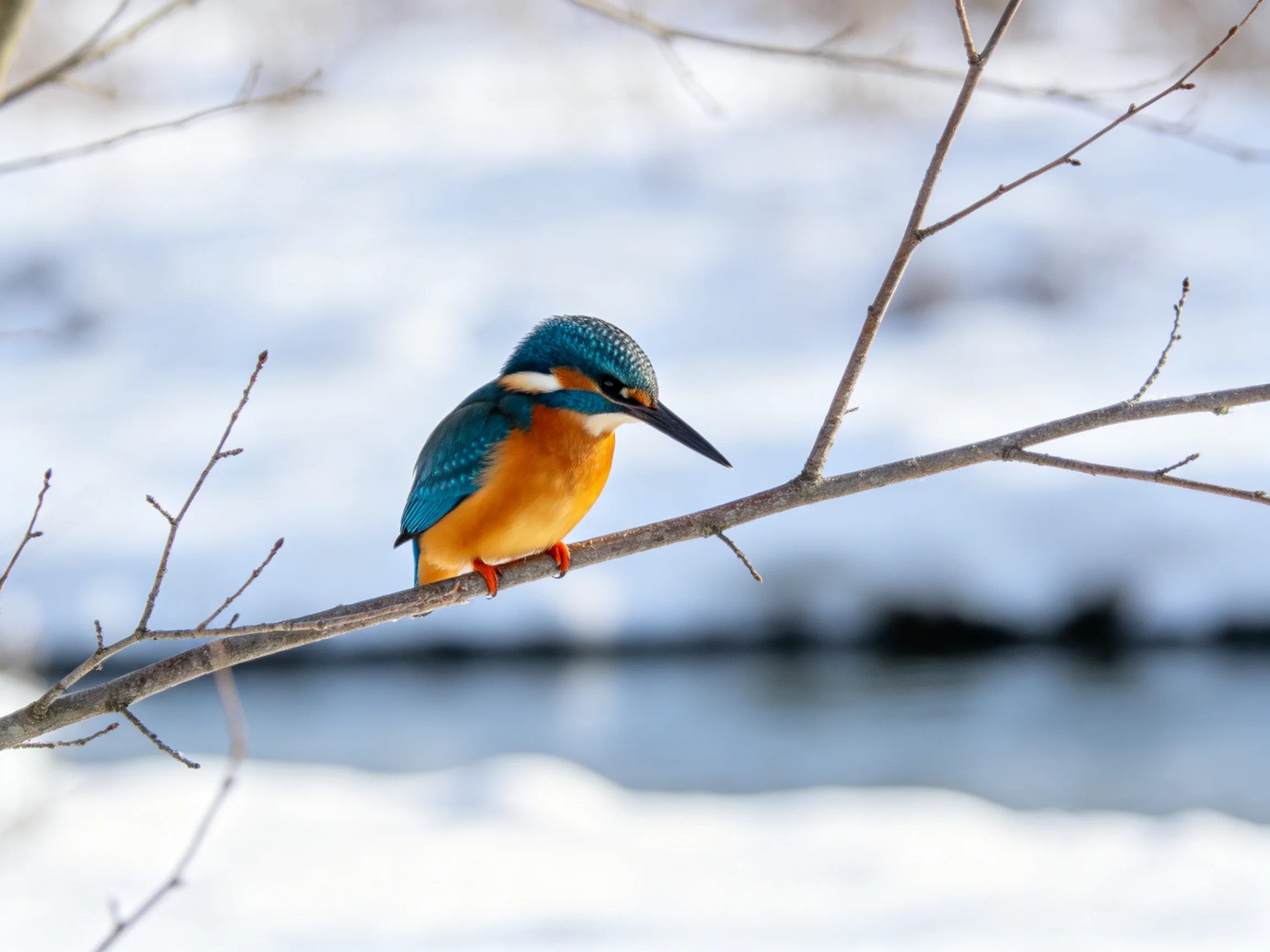 A vibrant kingfisher perched on a bare winter branch