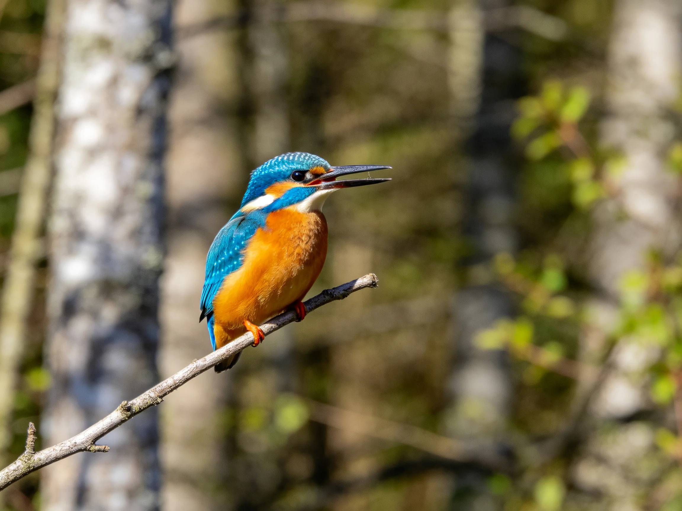 A vibrant kingfisher perched on a thin tree branch in a forest