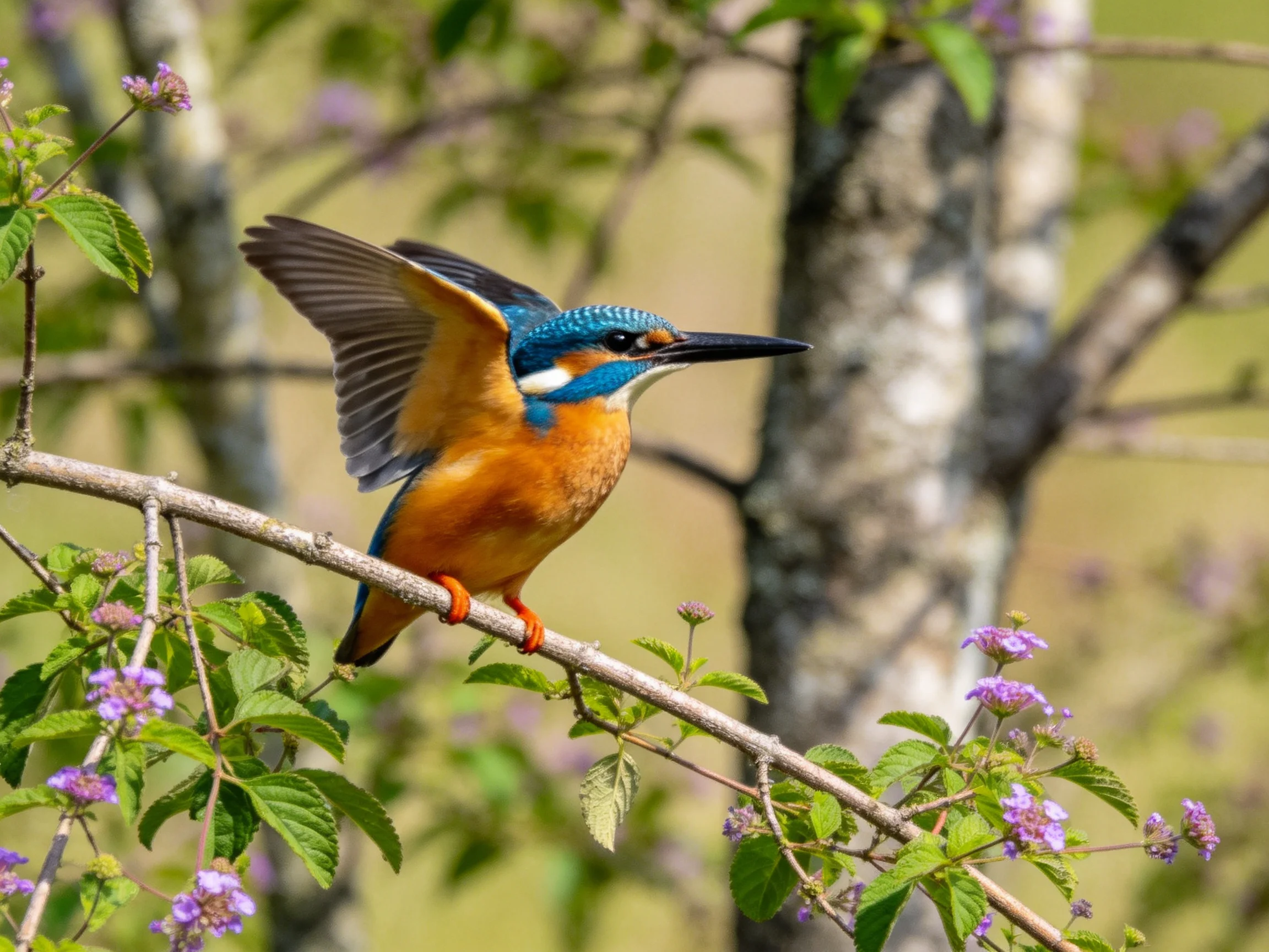 A vibrant kingfisher perches on a flowering branch