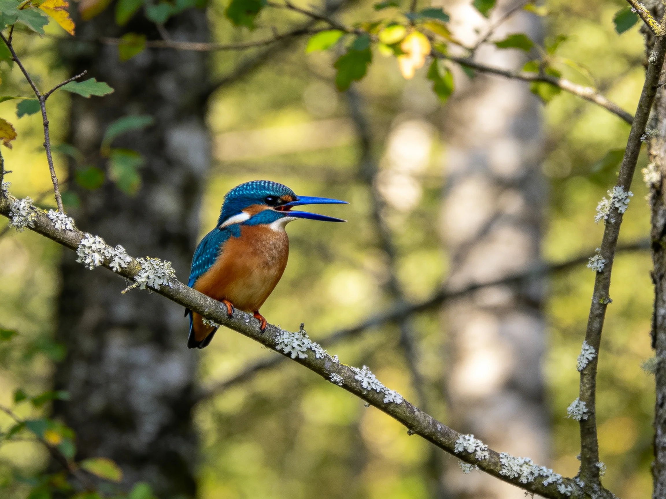 A vibrant kingfisher perches on a lichen-covered branch