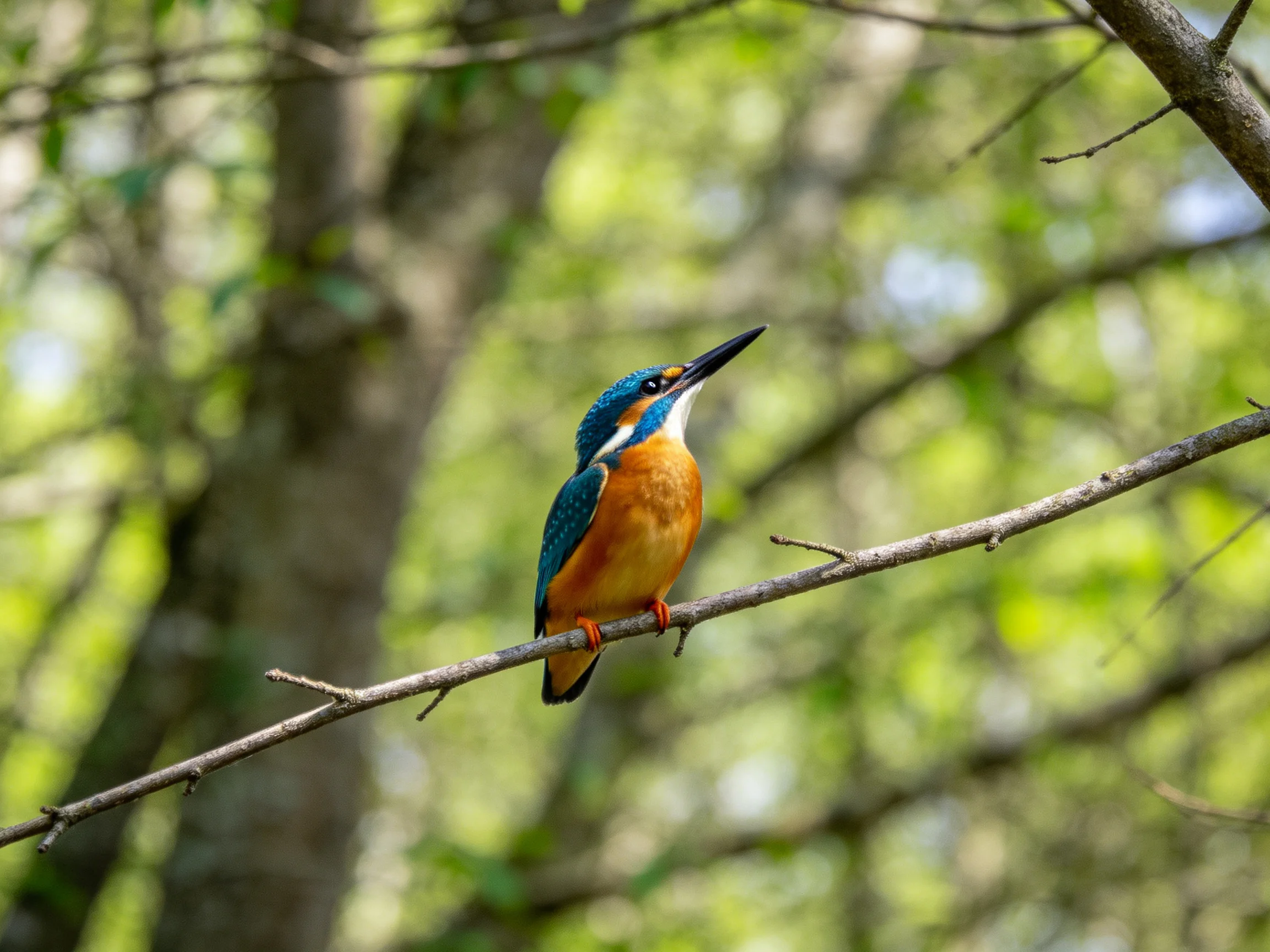 A vibrant kingfisher perches on a slender tree branch