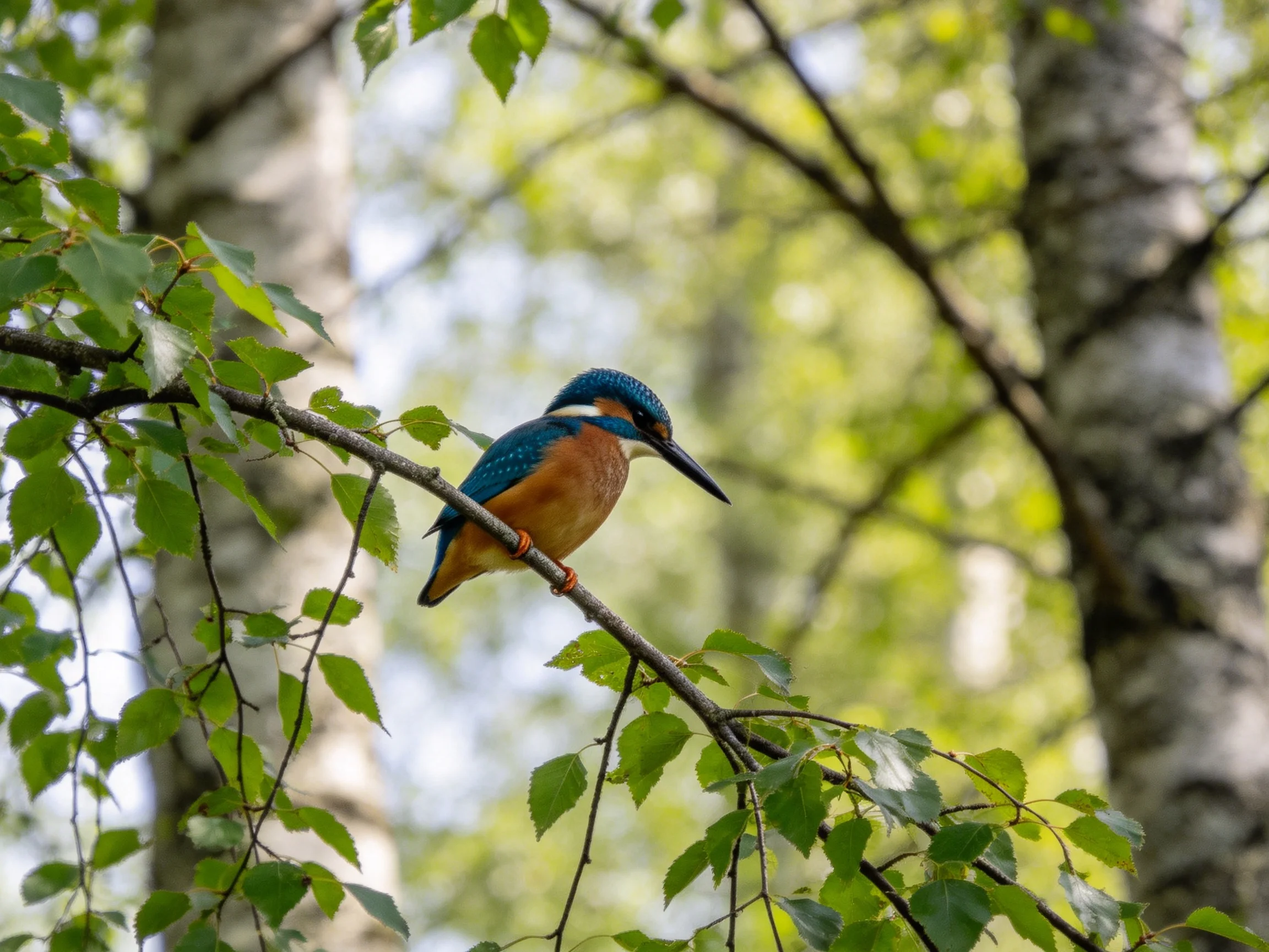 A vibrant kingfisher perches on a slender tree branch amid lush green foliage