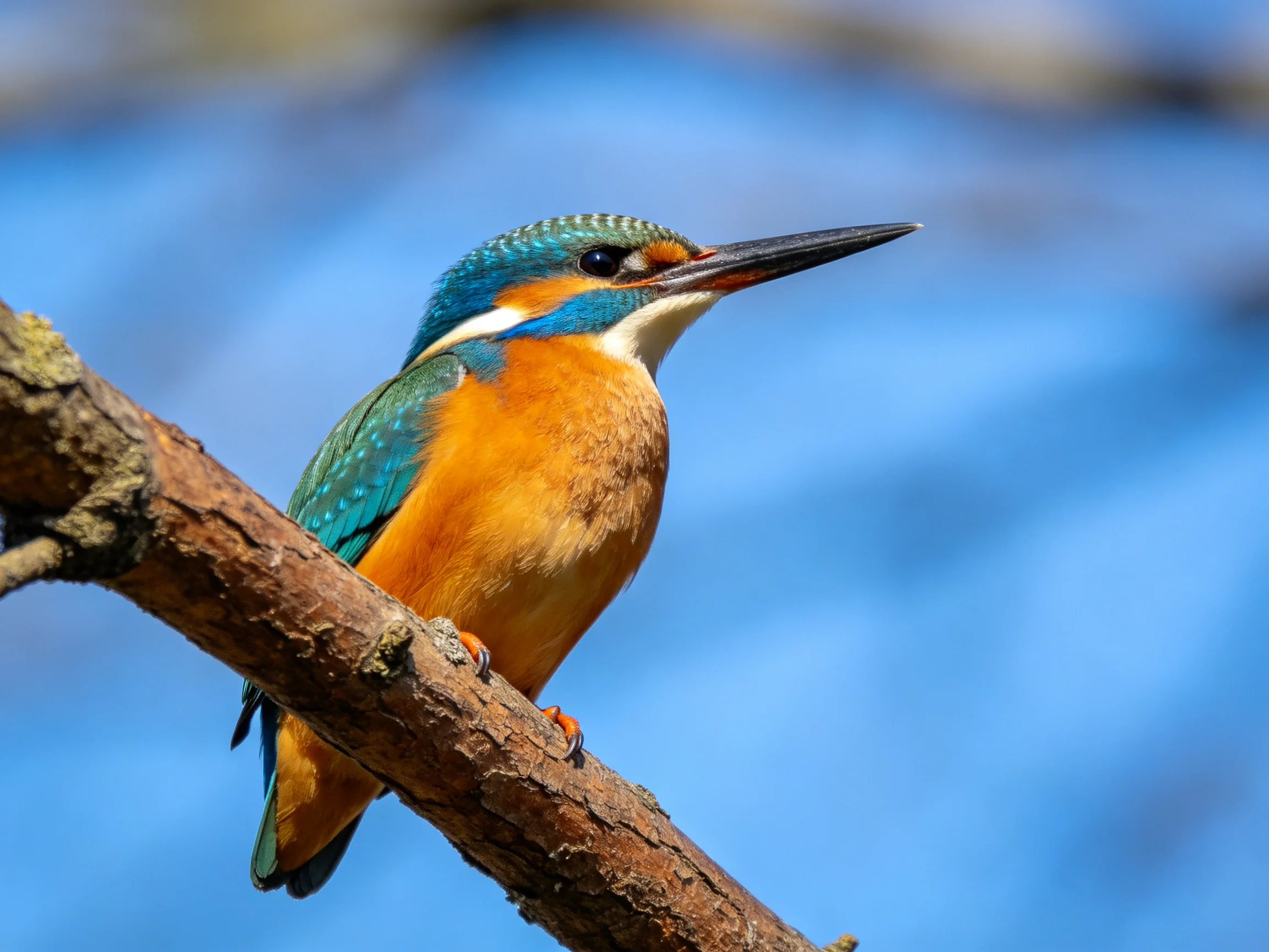 A vibrant kingfisher with turquoise, orange, and brown plumage perches on a tree branch.