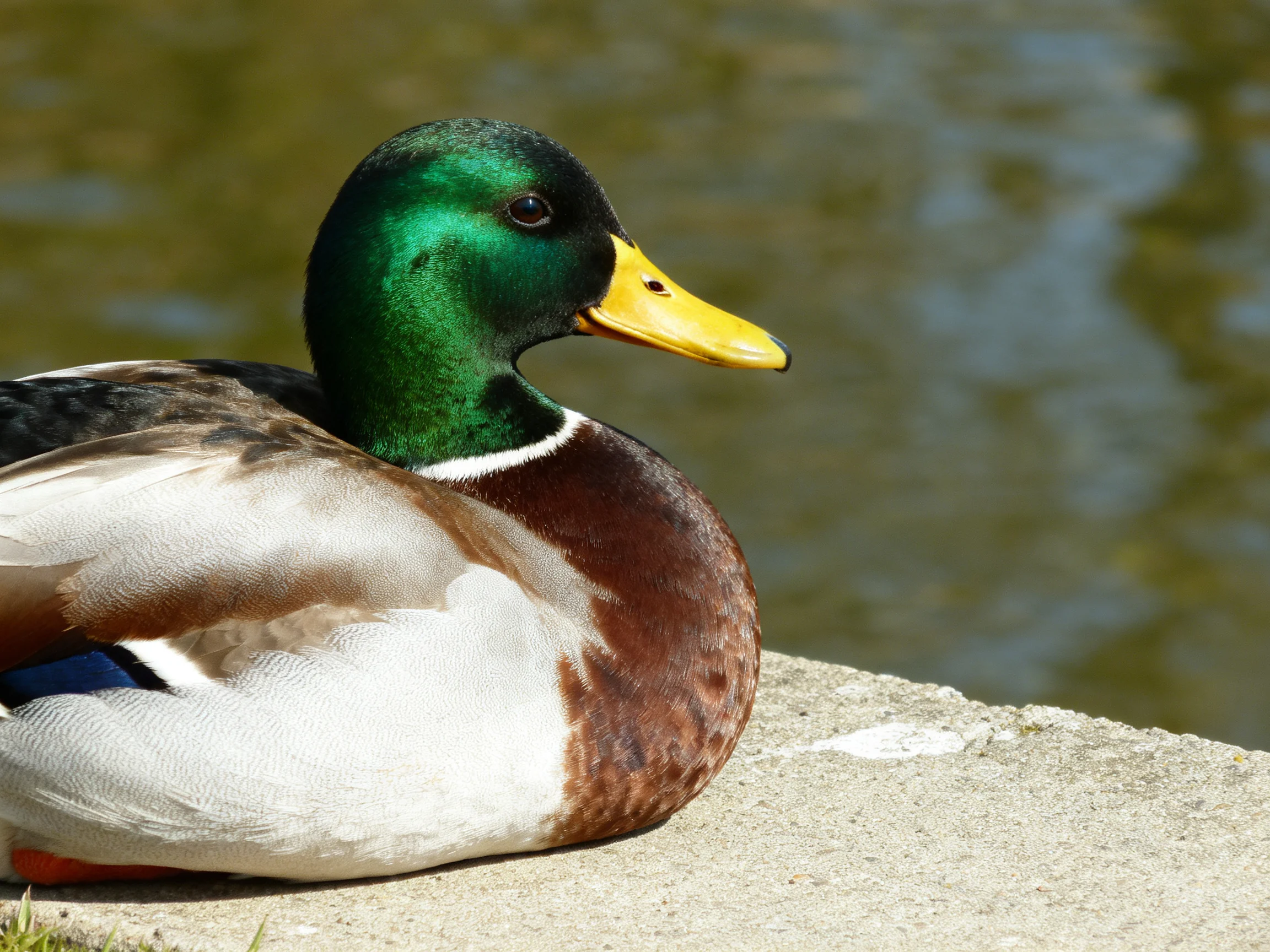 A vibrant mallard duck rests by calm water with green head