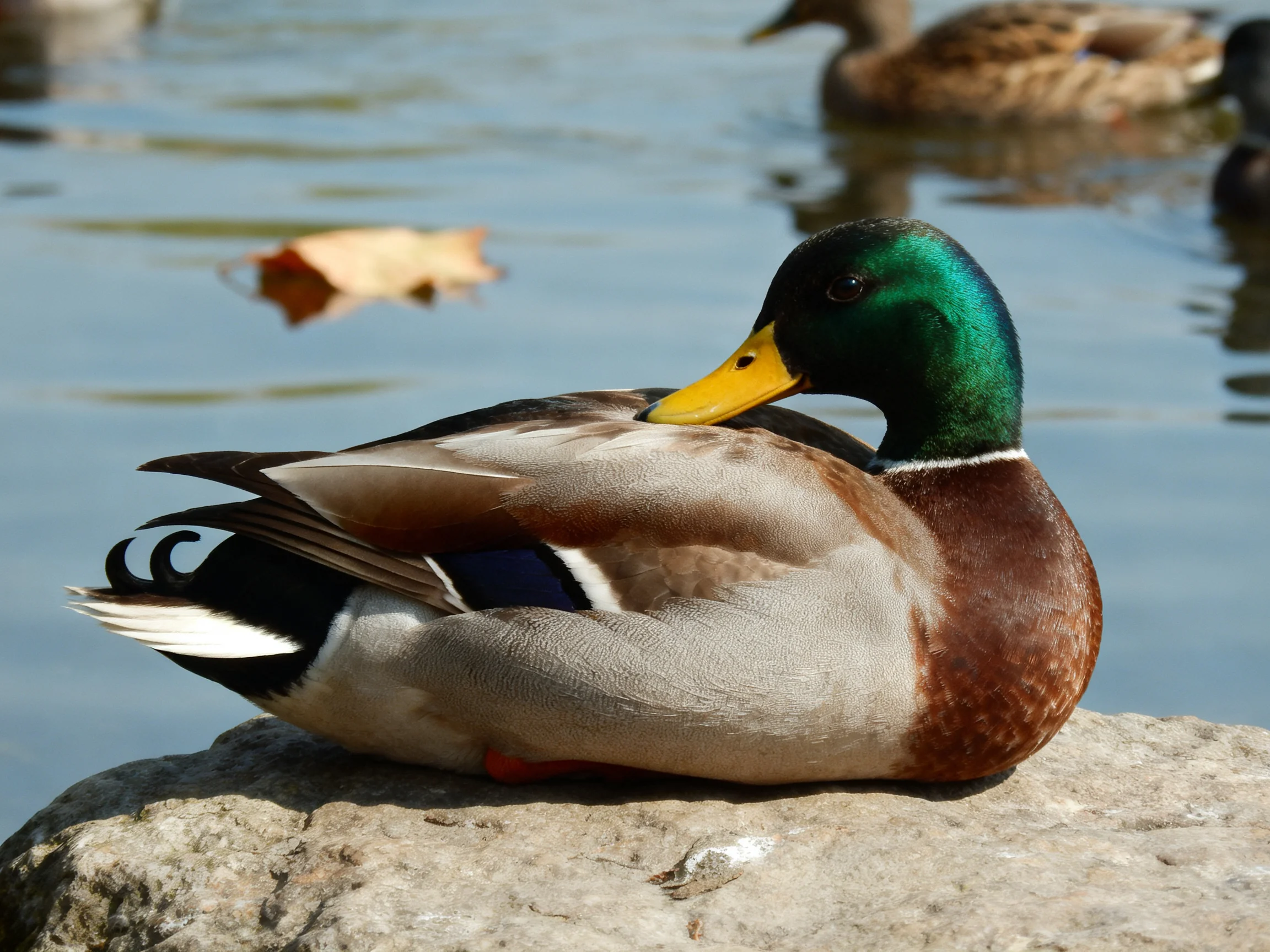 A vibrant mallard duck rests on a stone by calm water