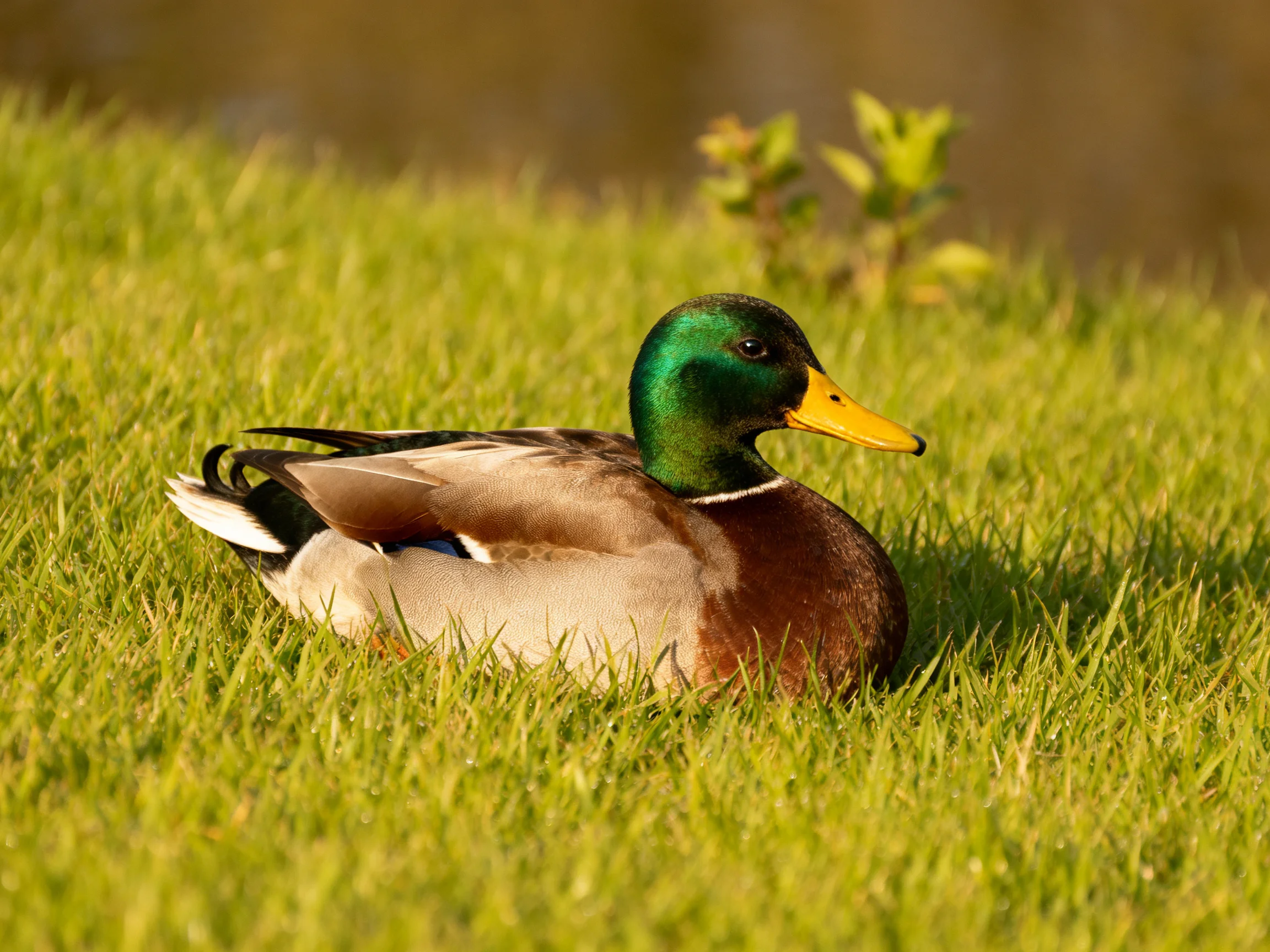 A vibrant mallard duck rests on lush green grass