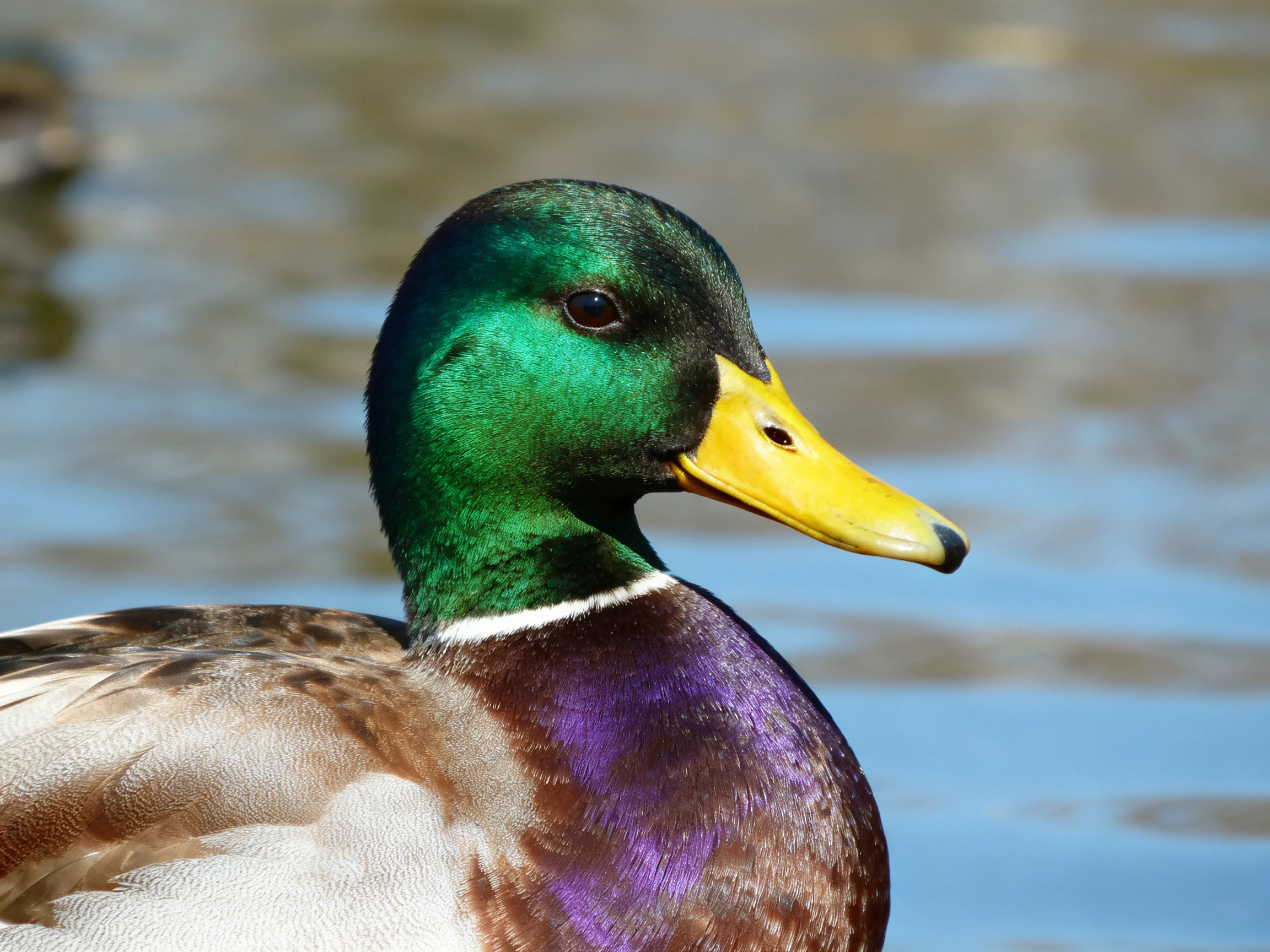 A vibrant mallard duck with green head, yellow bill, purple chest by calm water