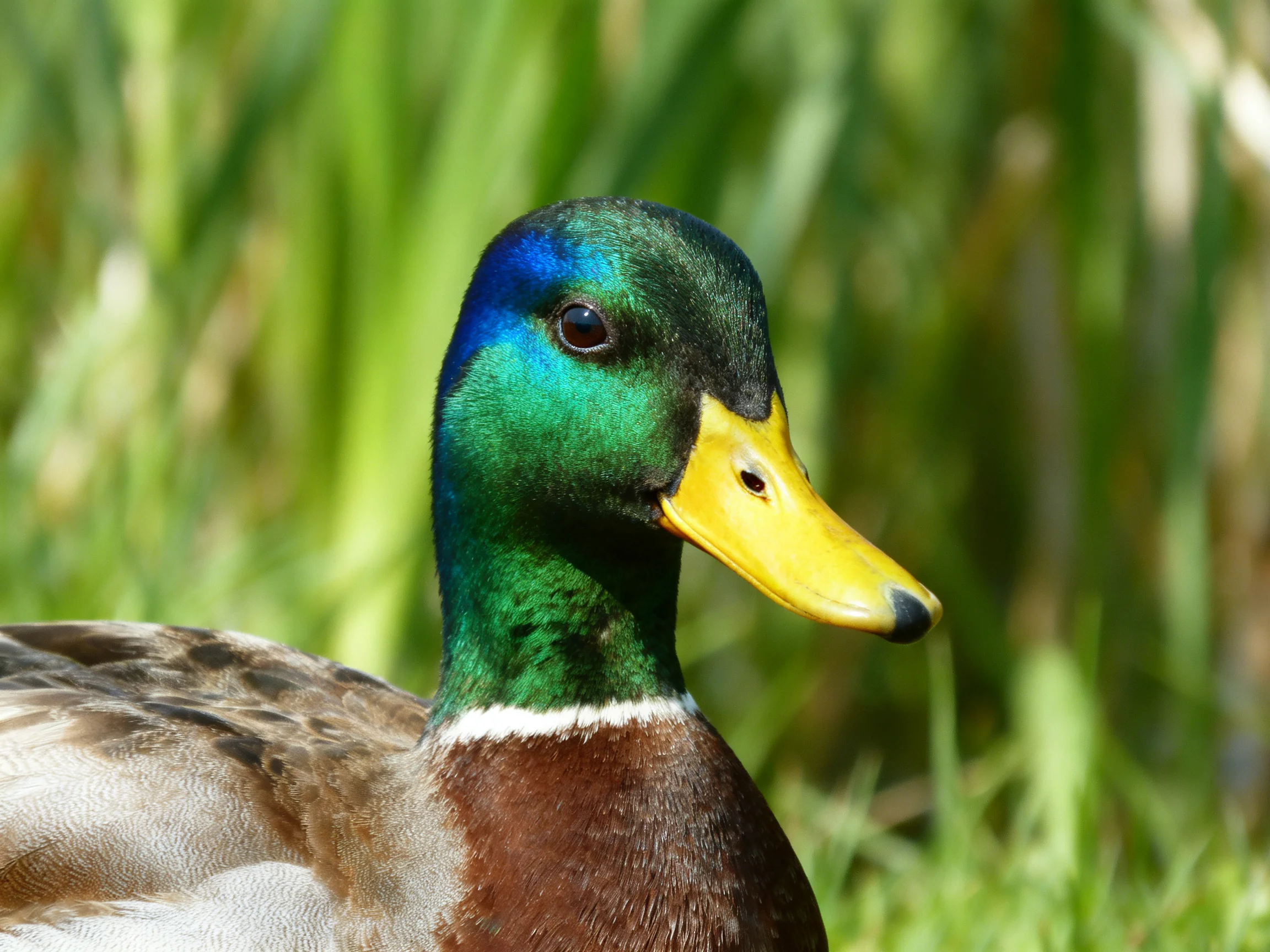 A vibrant mallard duck with iridescent green, blue, and yellow plumage