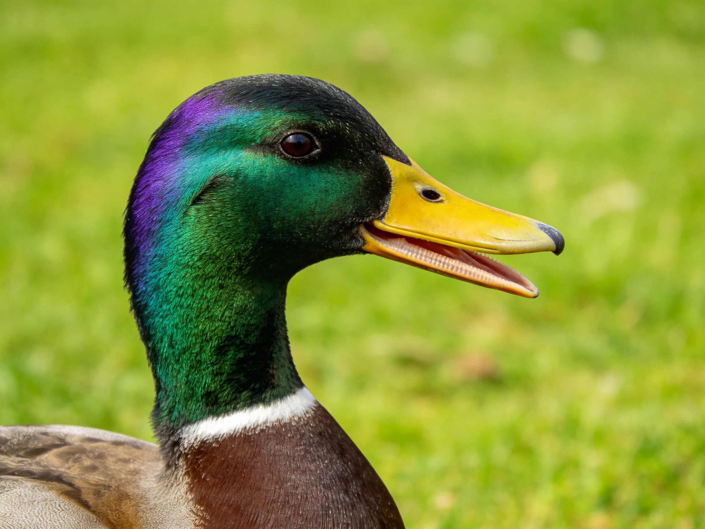 A vibrant mallard duck with iridescent purple - green head and bright yellow beak