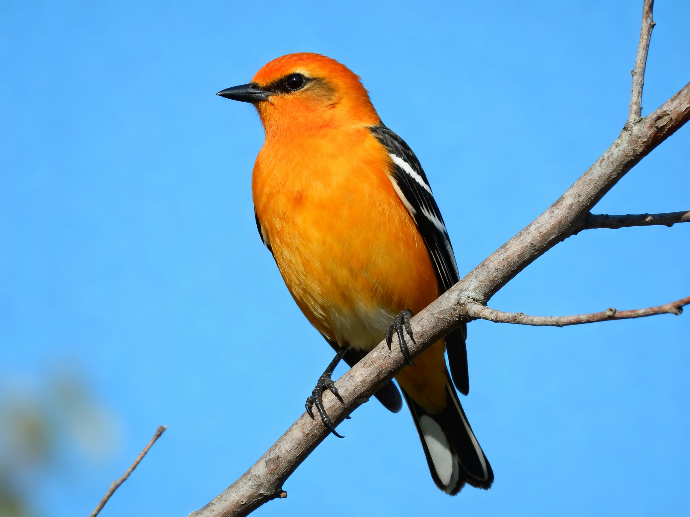 A vibrant orange bird perched on a bare tree branch