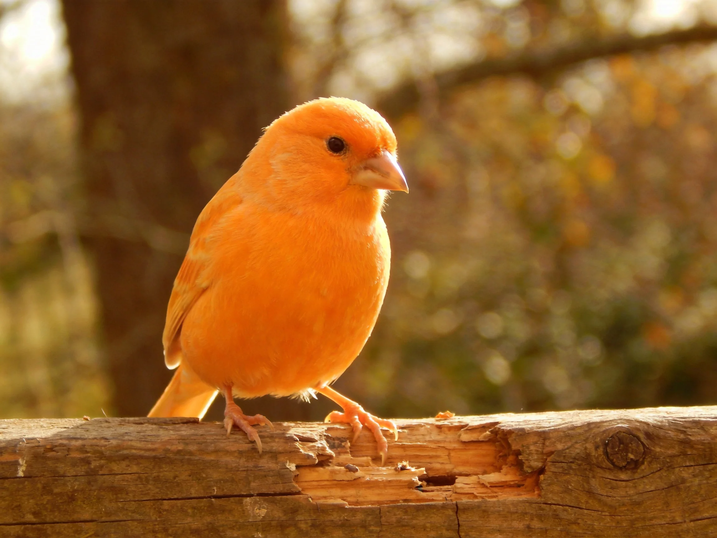 A vibrant orange bird perched on a weathered wooden log