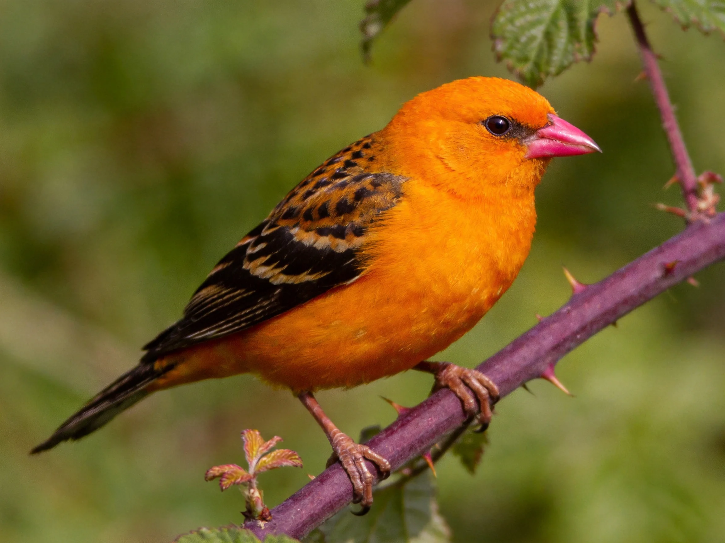 A vibrant orange bird with patterned wings perches on a thorny branch