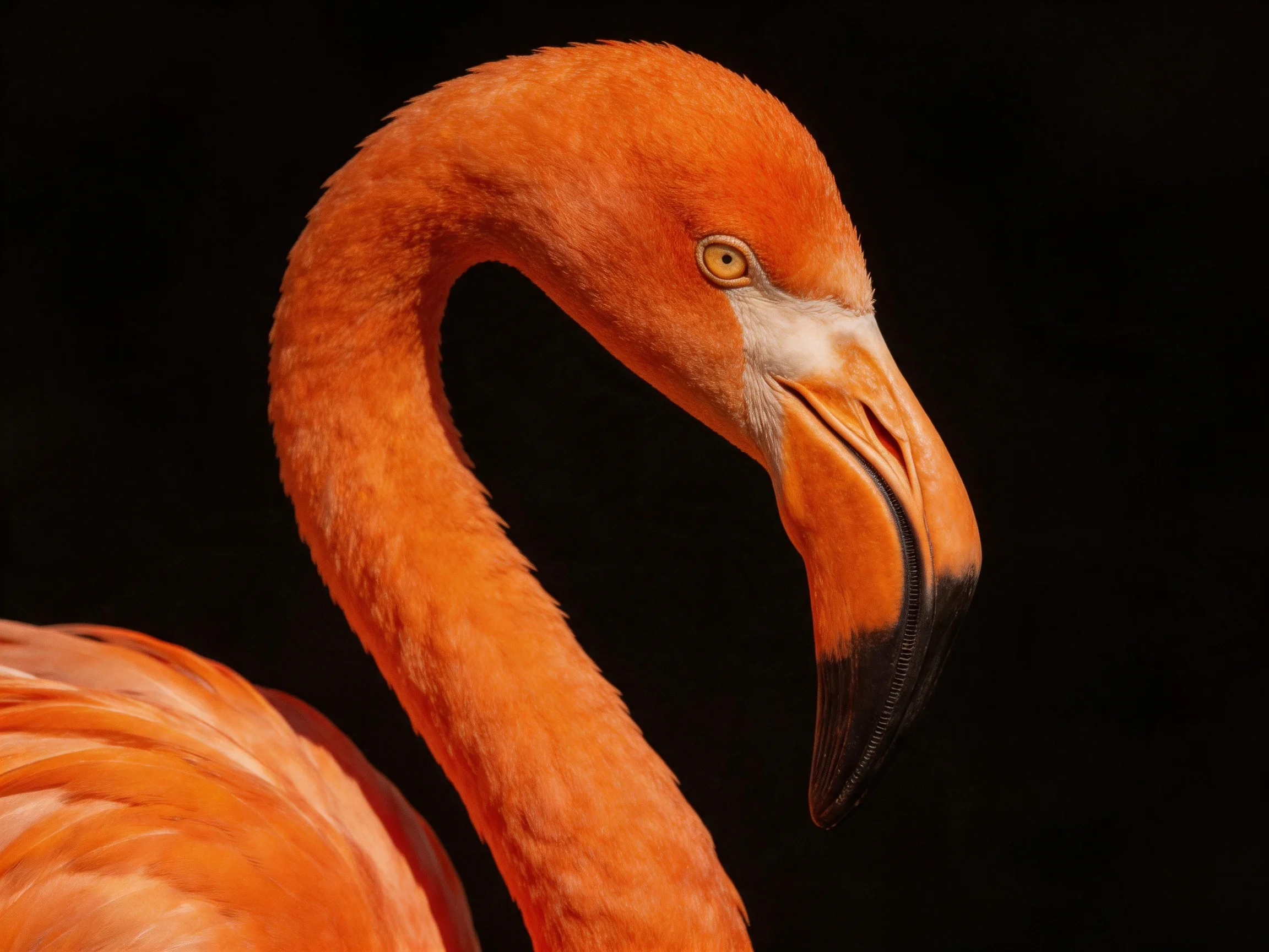 A vibrant orange flamingo with a curved neck and dark beak tip